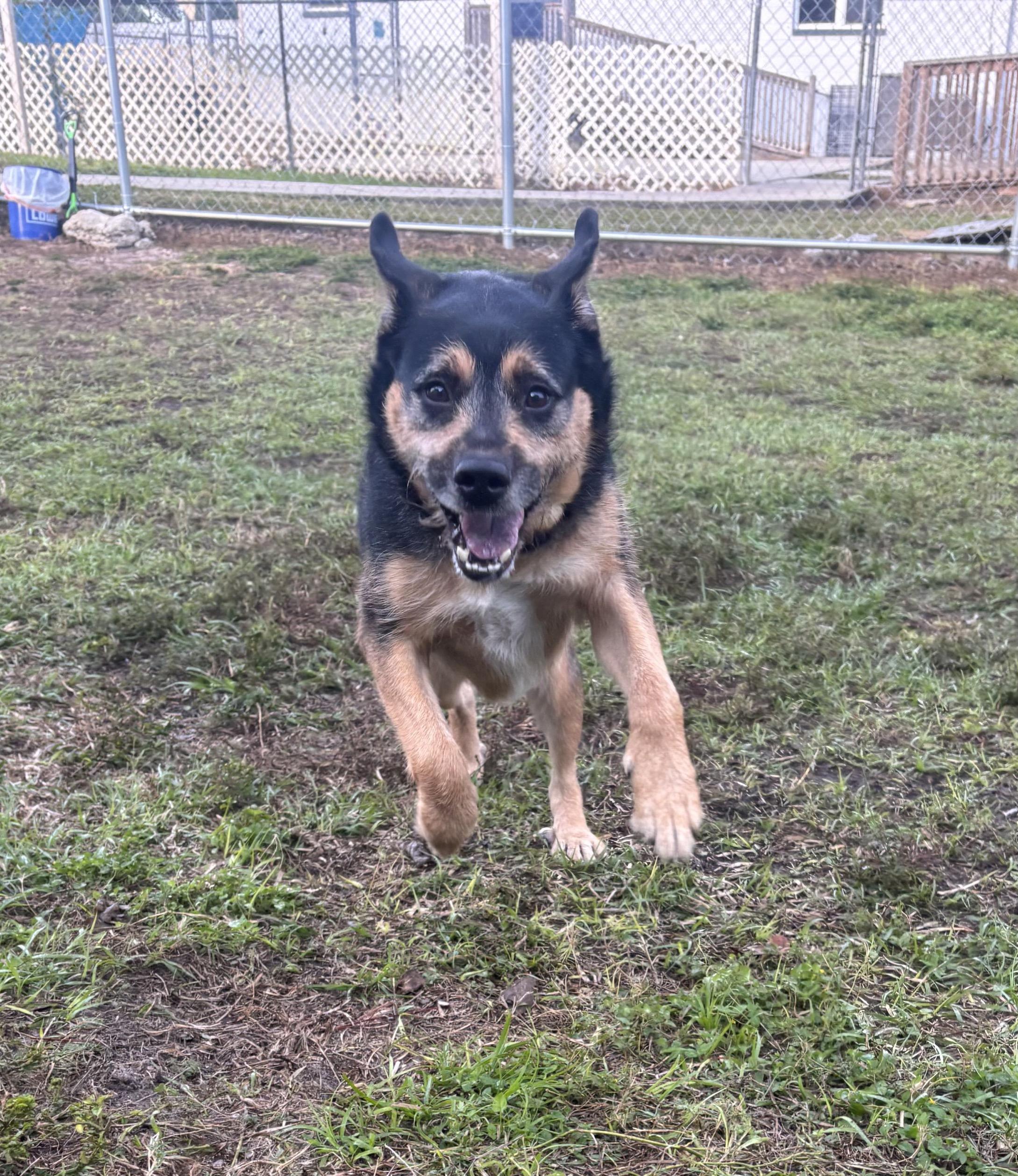Maddox, a ADOPTABLE mixed breed in New Port Richey, FL image 3/3