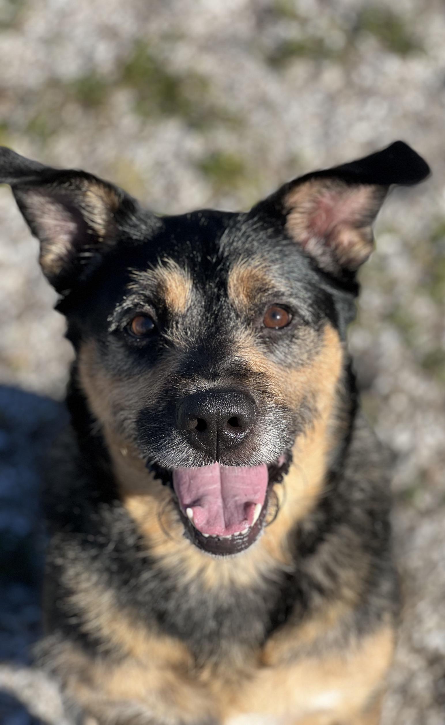 Maddox, a ADOPTABLE mixed breed in New Port Richey, FL image 1/3