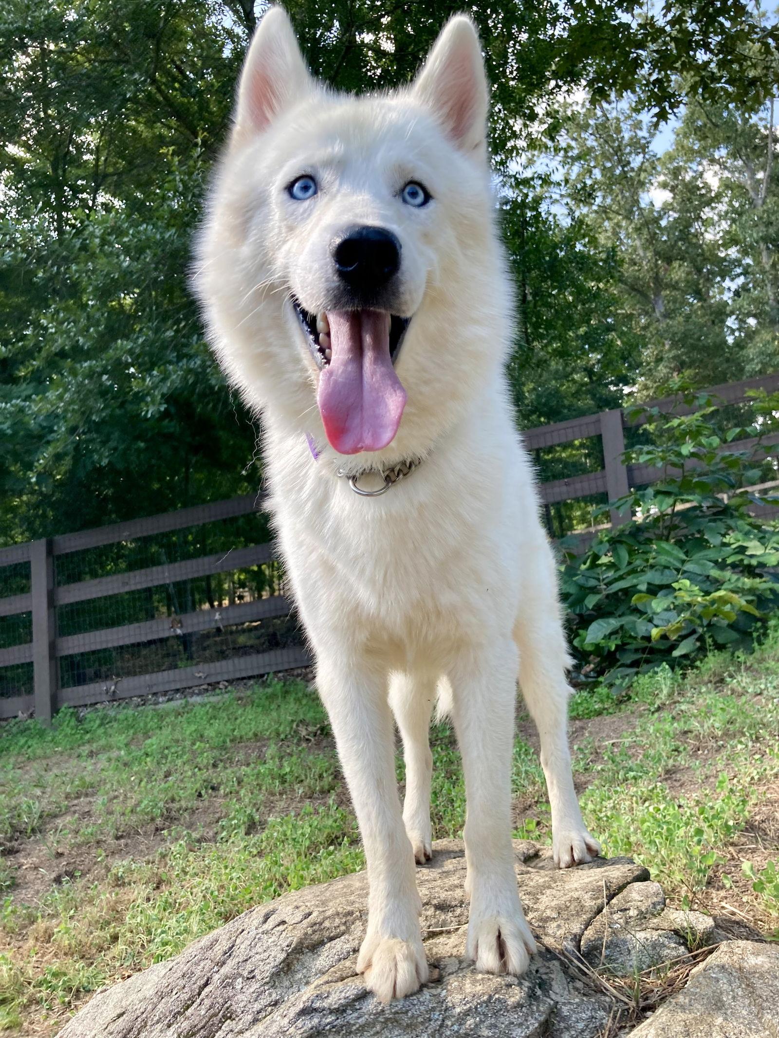 Archie, Adopted, Young Male Siberian Husky.