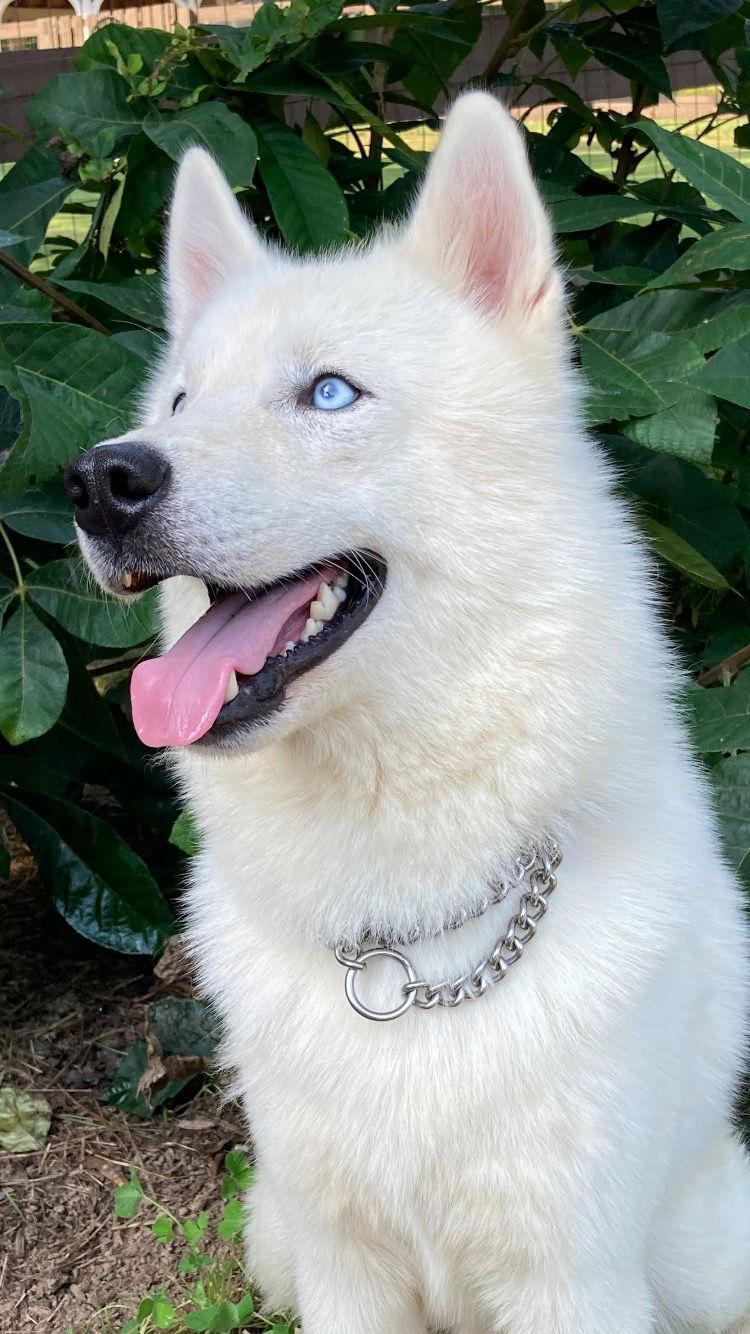 Enlarge Archie, a Adopted Siberian Husky in Cumming, GA image 2/3