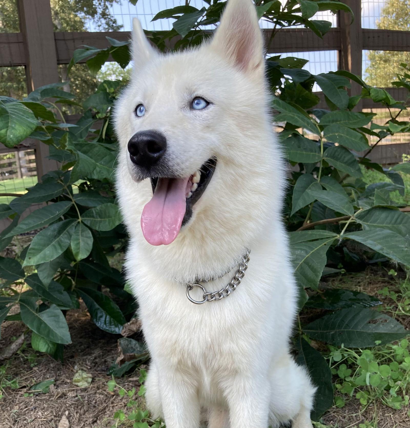 Enlarge Archie, a Adopted Siberian Husky in Cumming, GA image 3/3