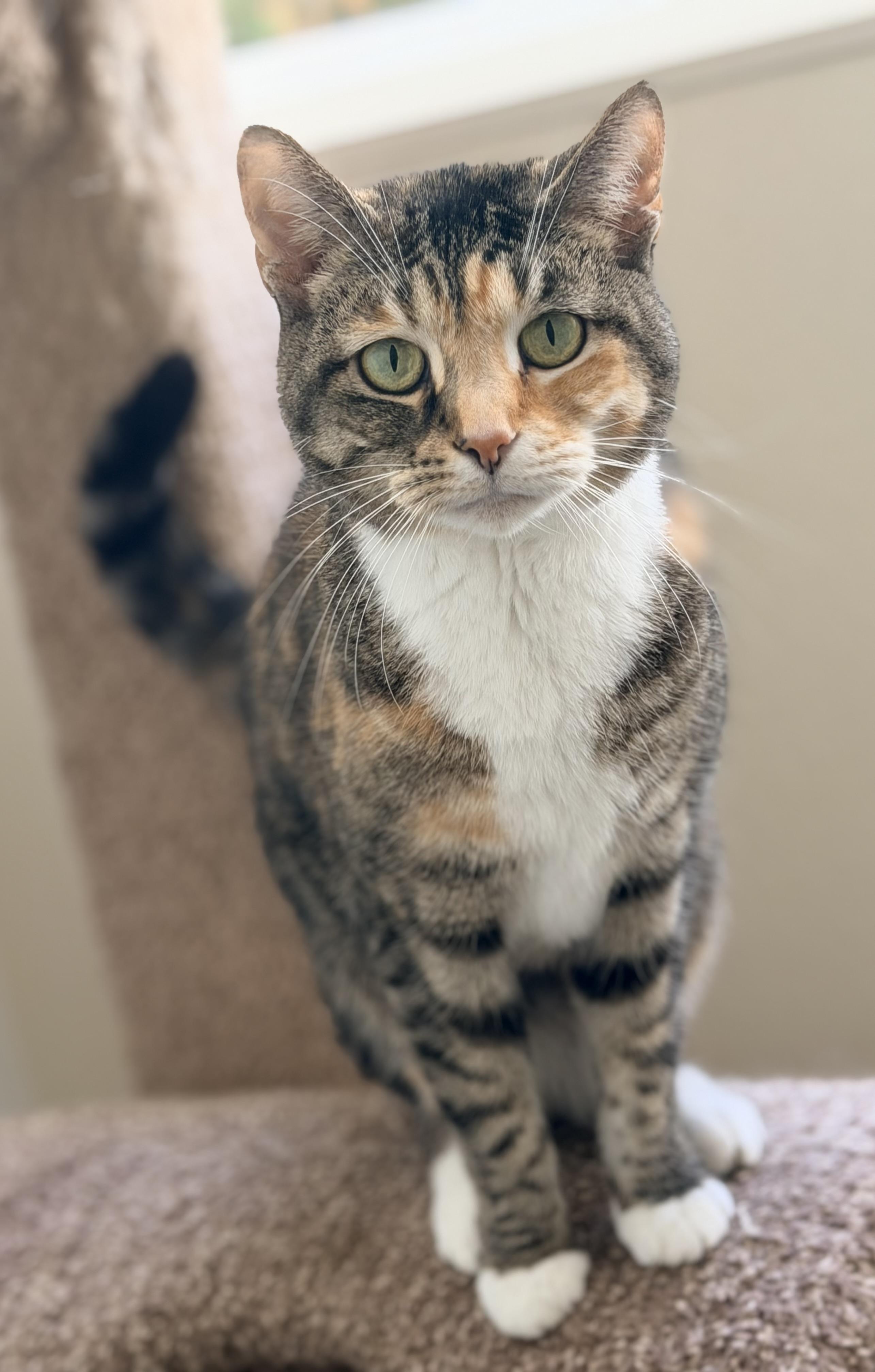 Jingles, ADOPTABLE, Adult Female Tortoiseshell & Dilute Calico.