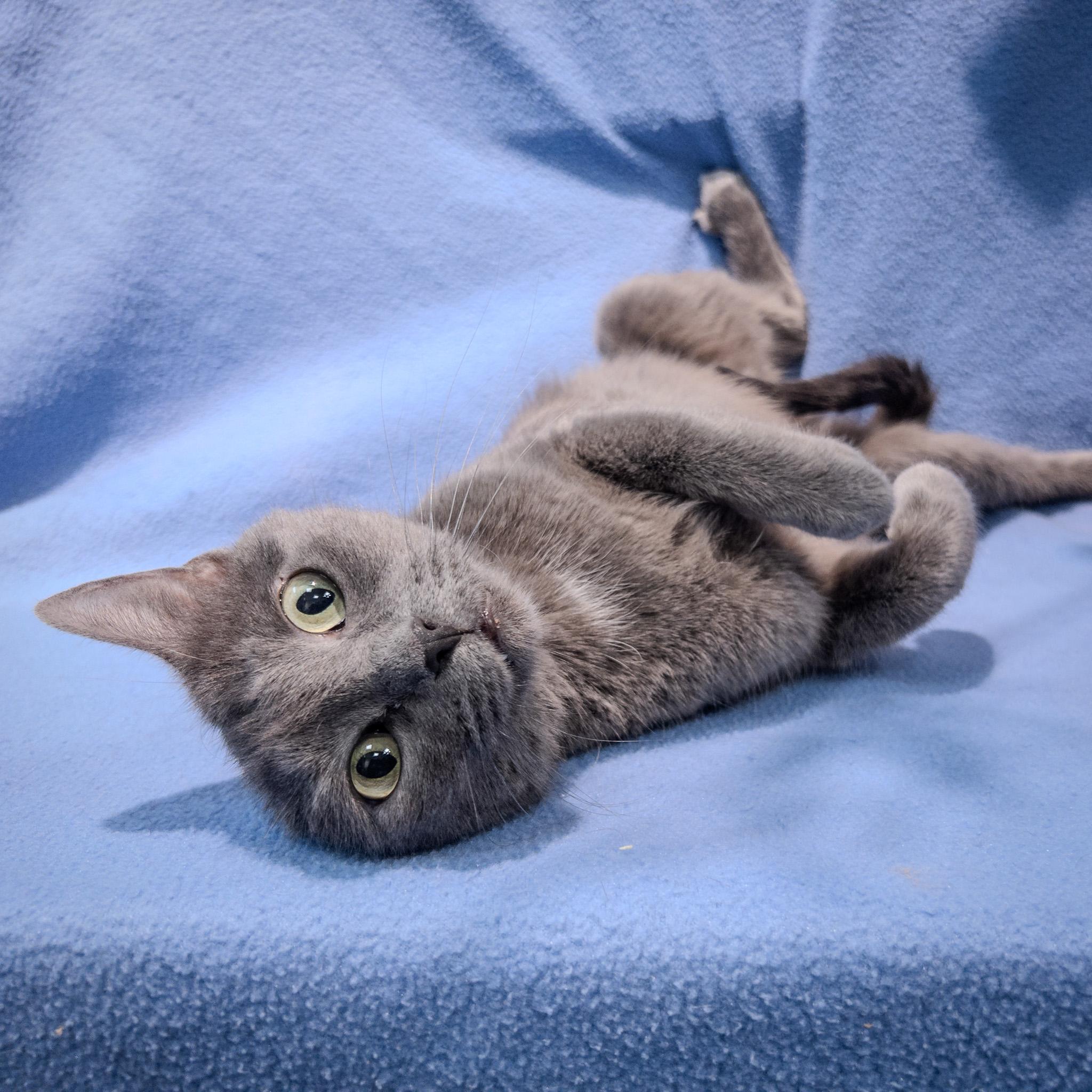 Enlarge Phoebe, an adopted mixed breed in Overland Park, KS image 3/3