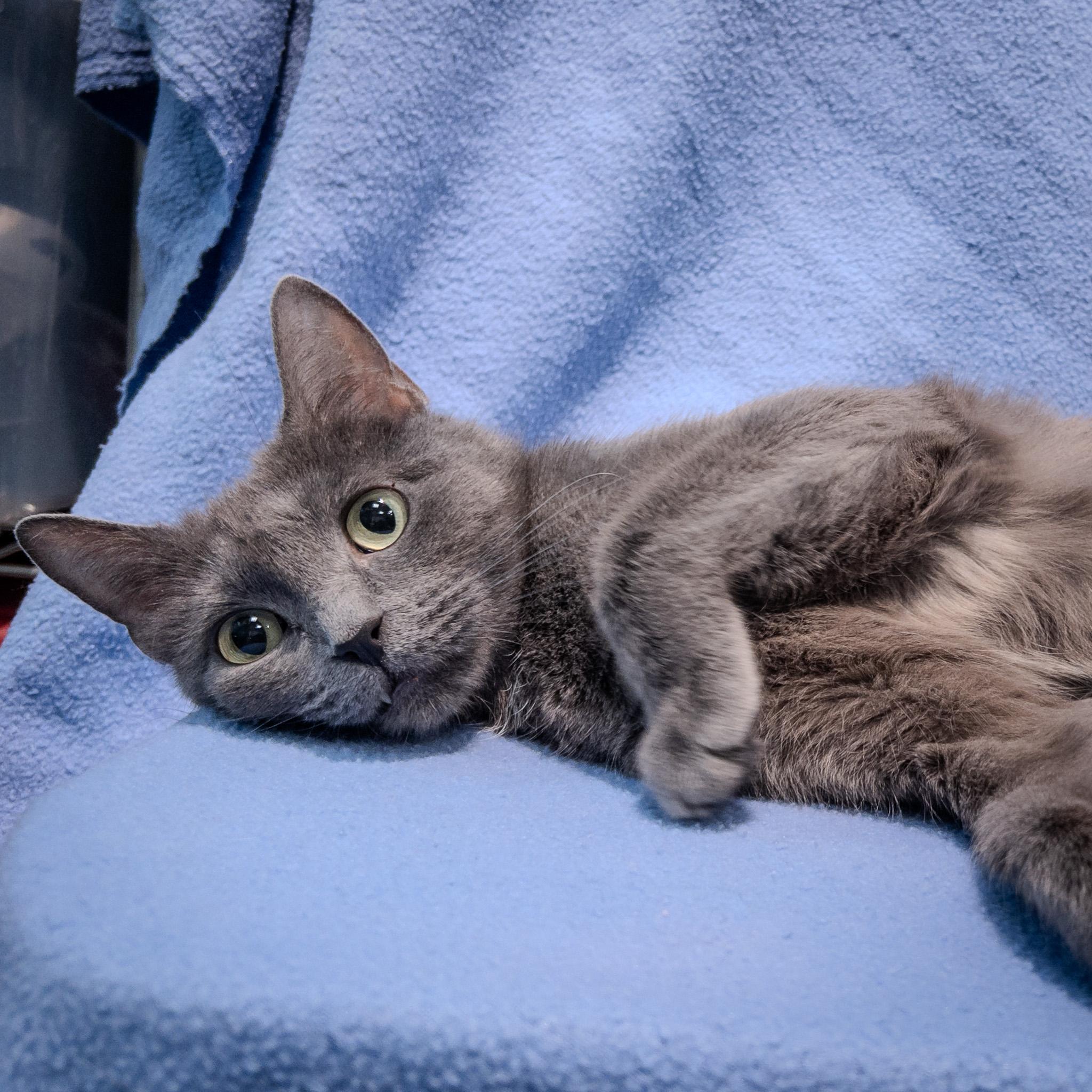 Enlarge Phoebe, an adopted mixed breed in Overland Park, KS image 2/3