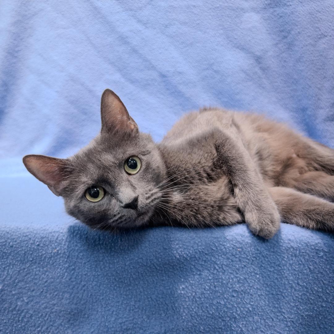 Phoebe, ADOPTABLE, Adult Female Russian Blue & Domestic Short Hair.