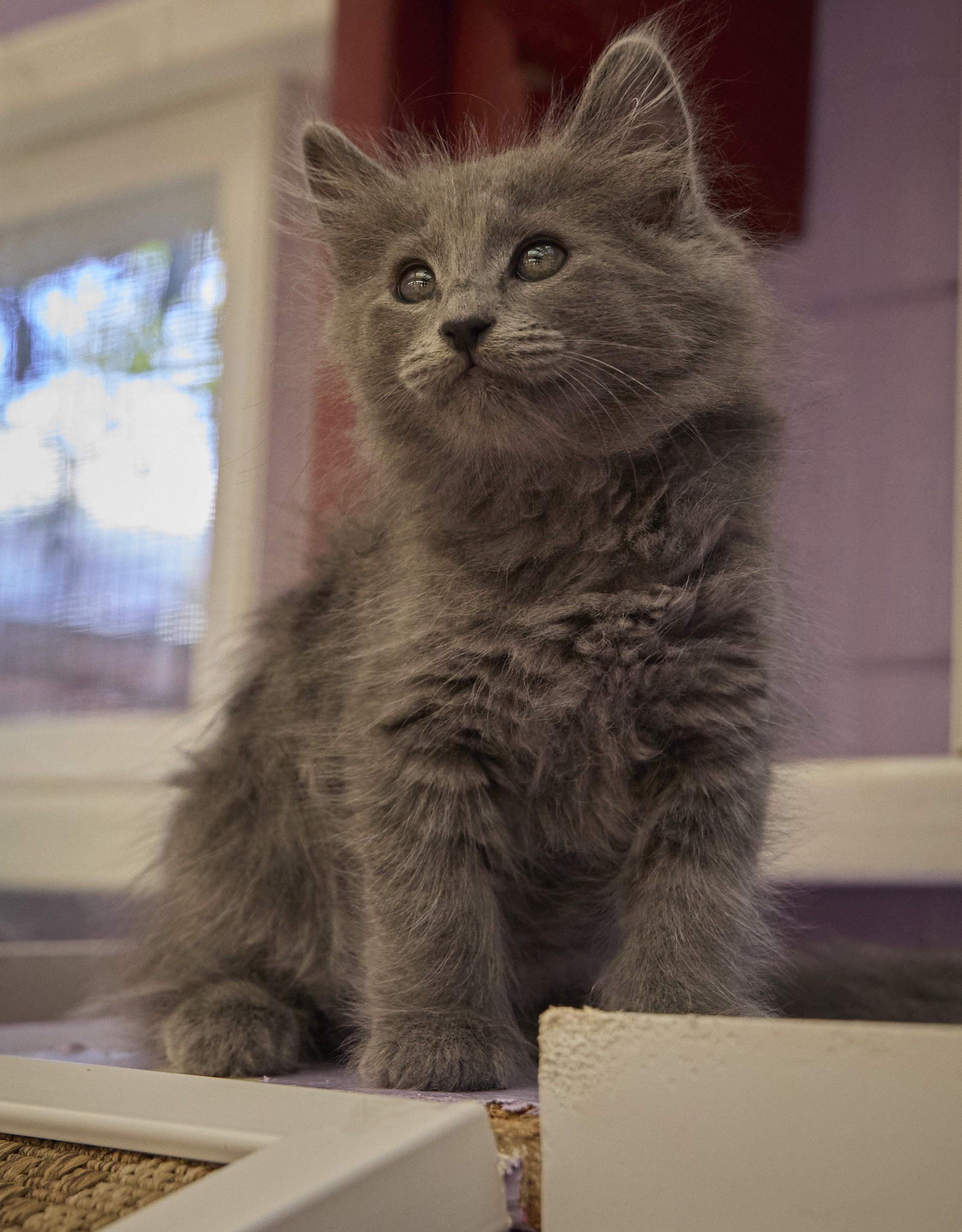 Enlarge Bonny, a Adoptable Domestic Long Hair in Santa Barbara, CA image 2/3