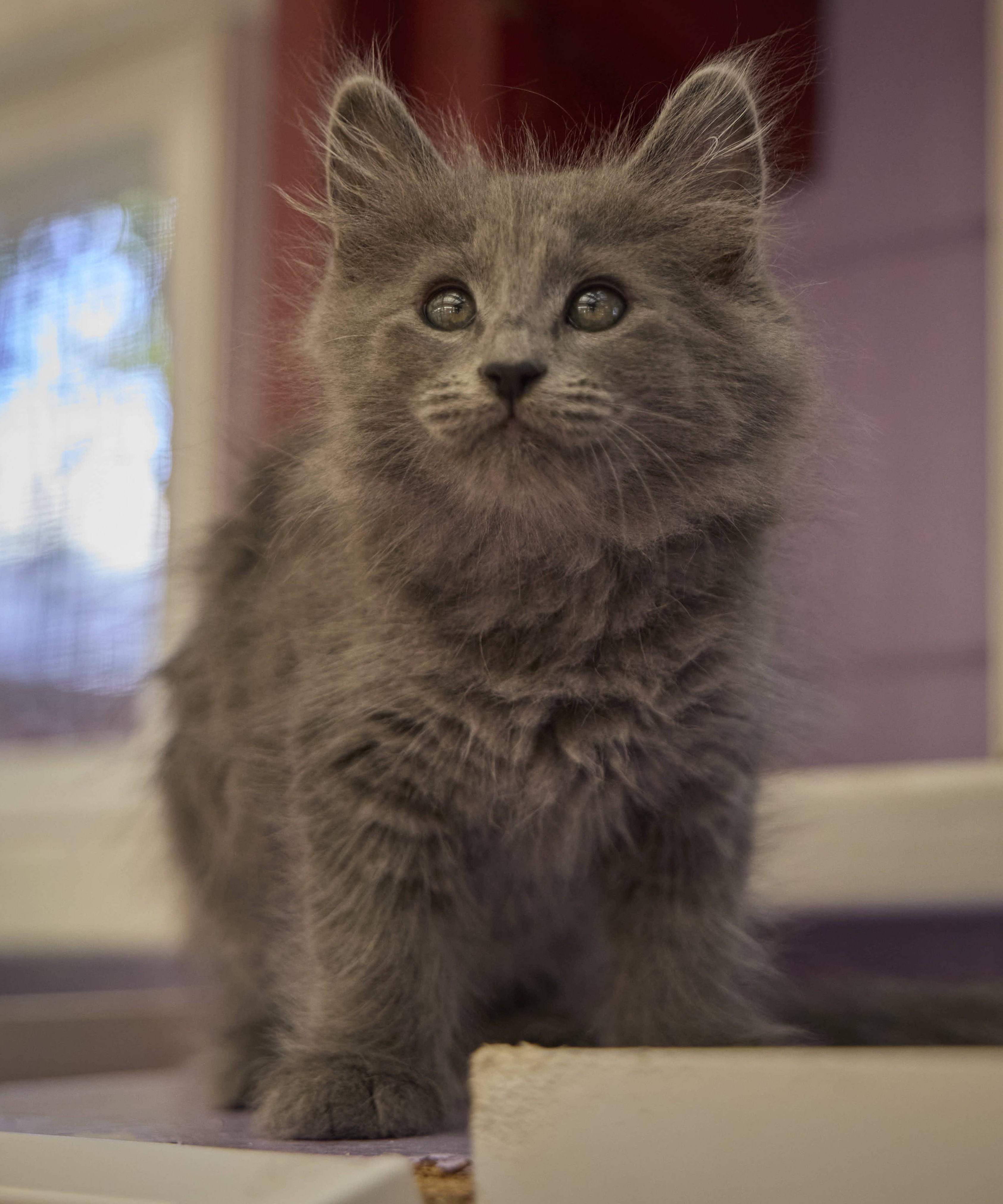 Enlarge Bonny, a Adoptable Domestic Long Hair in Santa Barbara, CA image 1/3