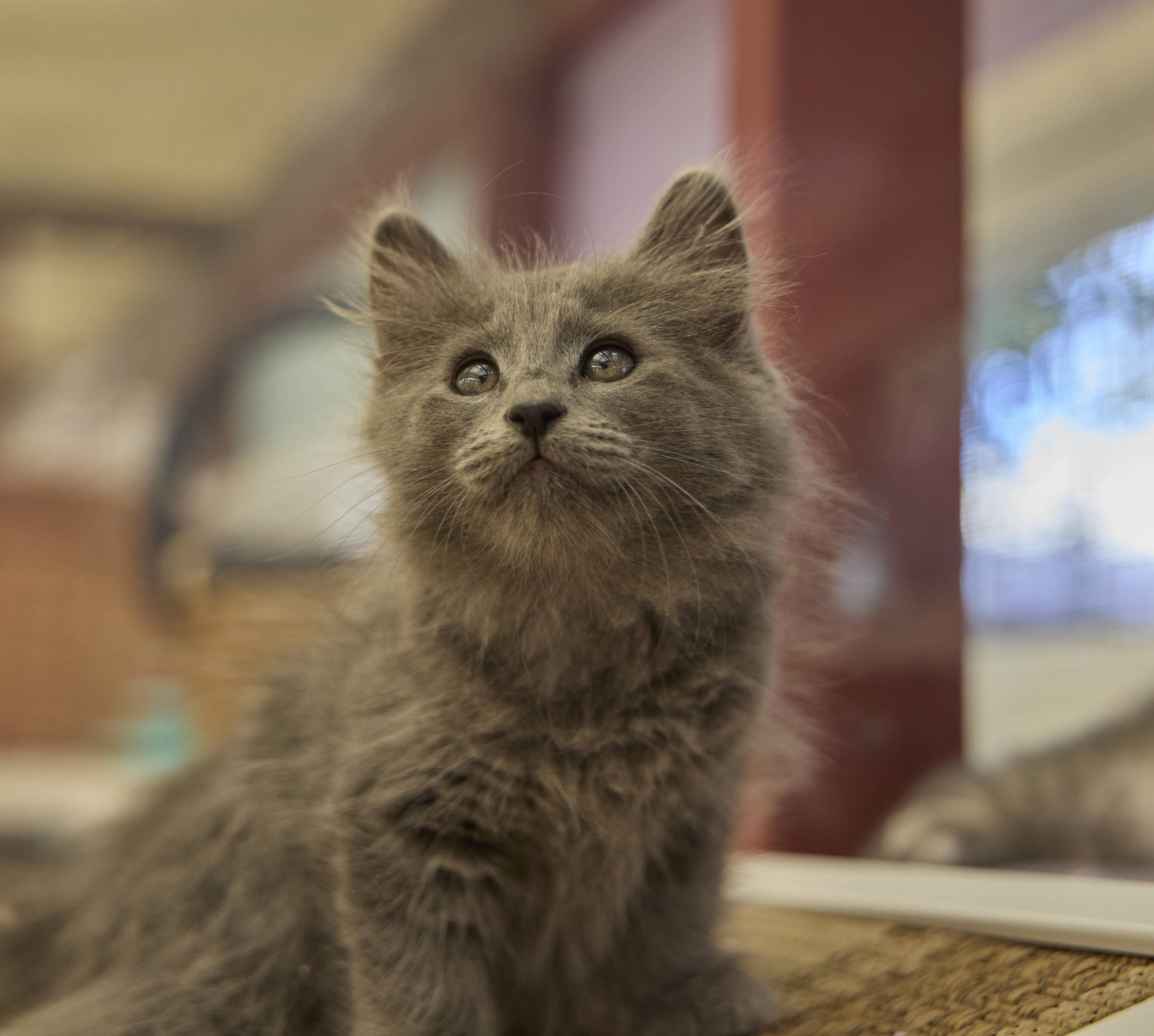 Enlarge Bonny, a Adoptable Domestic Long Hair in Santa Barbara, CA image 3/3