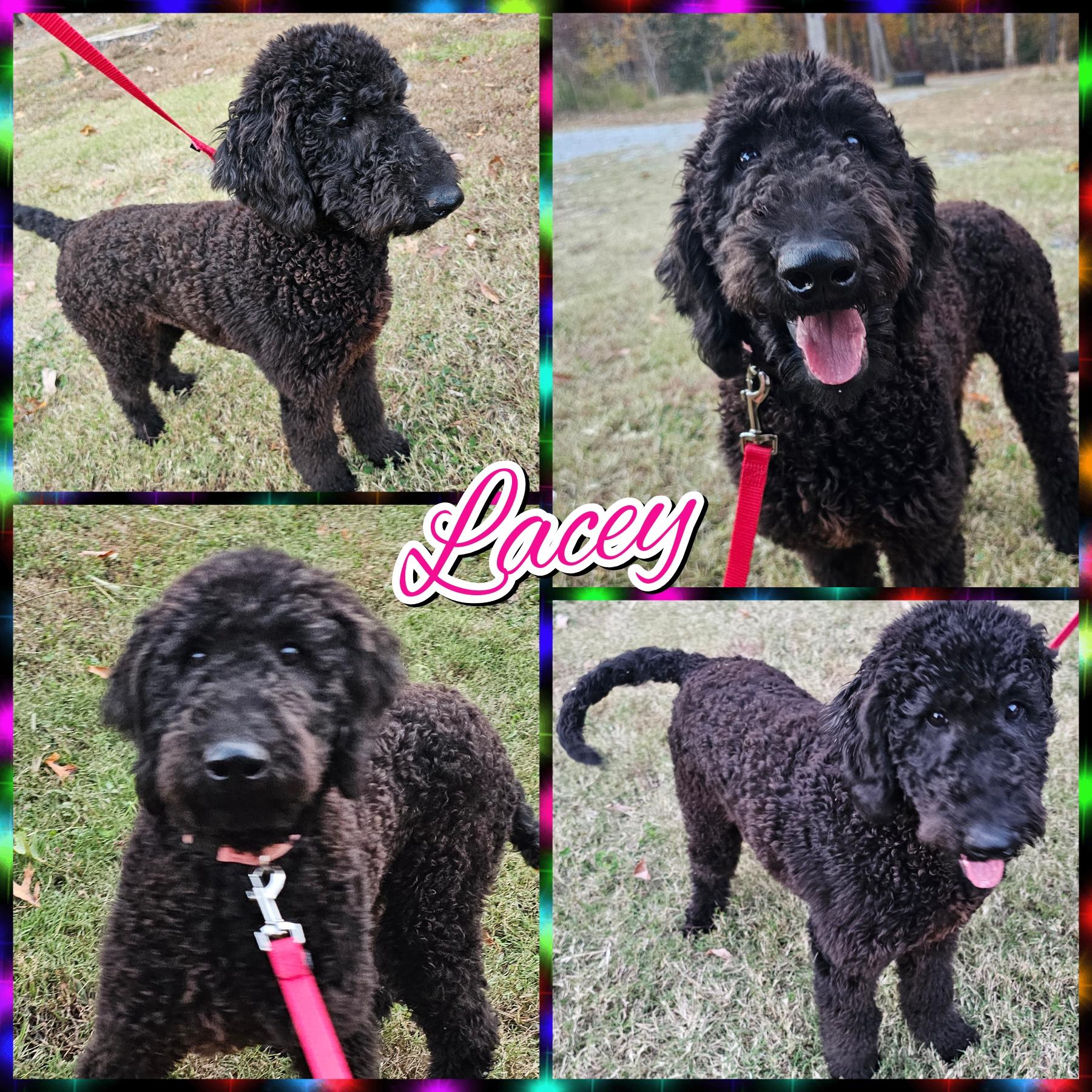 Lacey, adoptable, Young Female Standard Poodle.