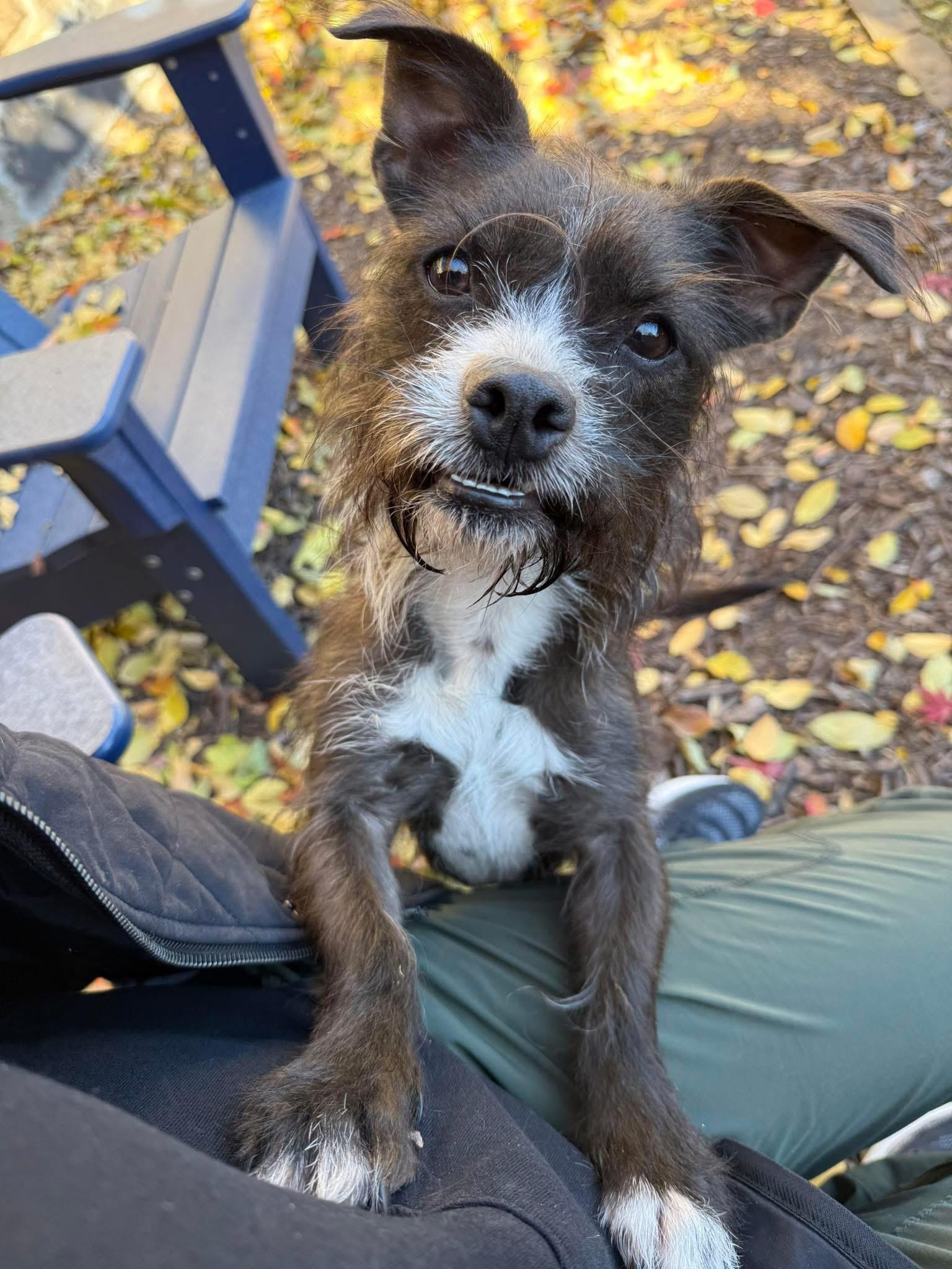 Truffles, Adoptable, Young Female Terrier.