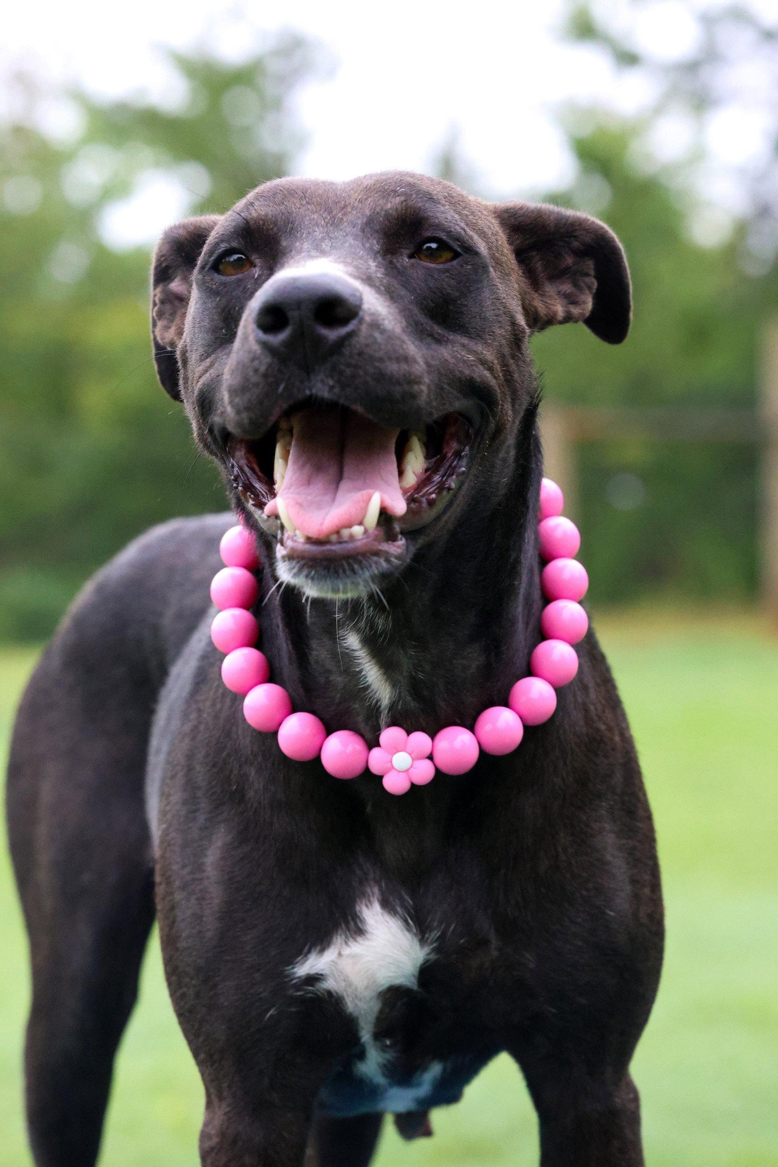 Valerie, Adopted, Young Female Terrier.