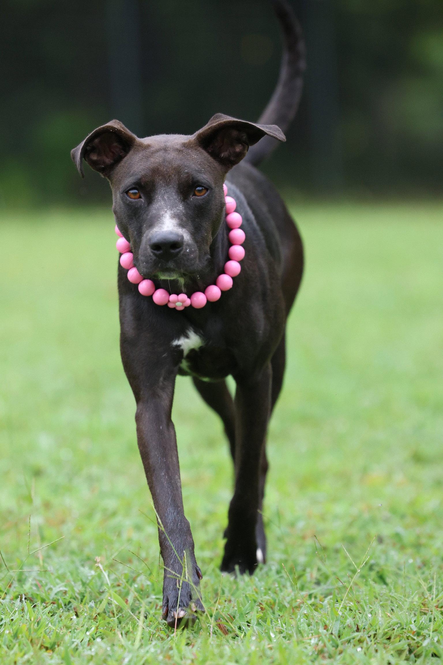 Valerie, a Adopted Terrier in Greenville, SC image 2/3