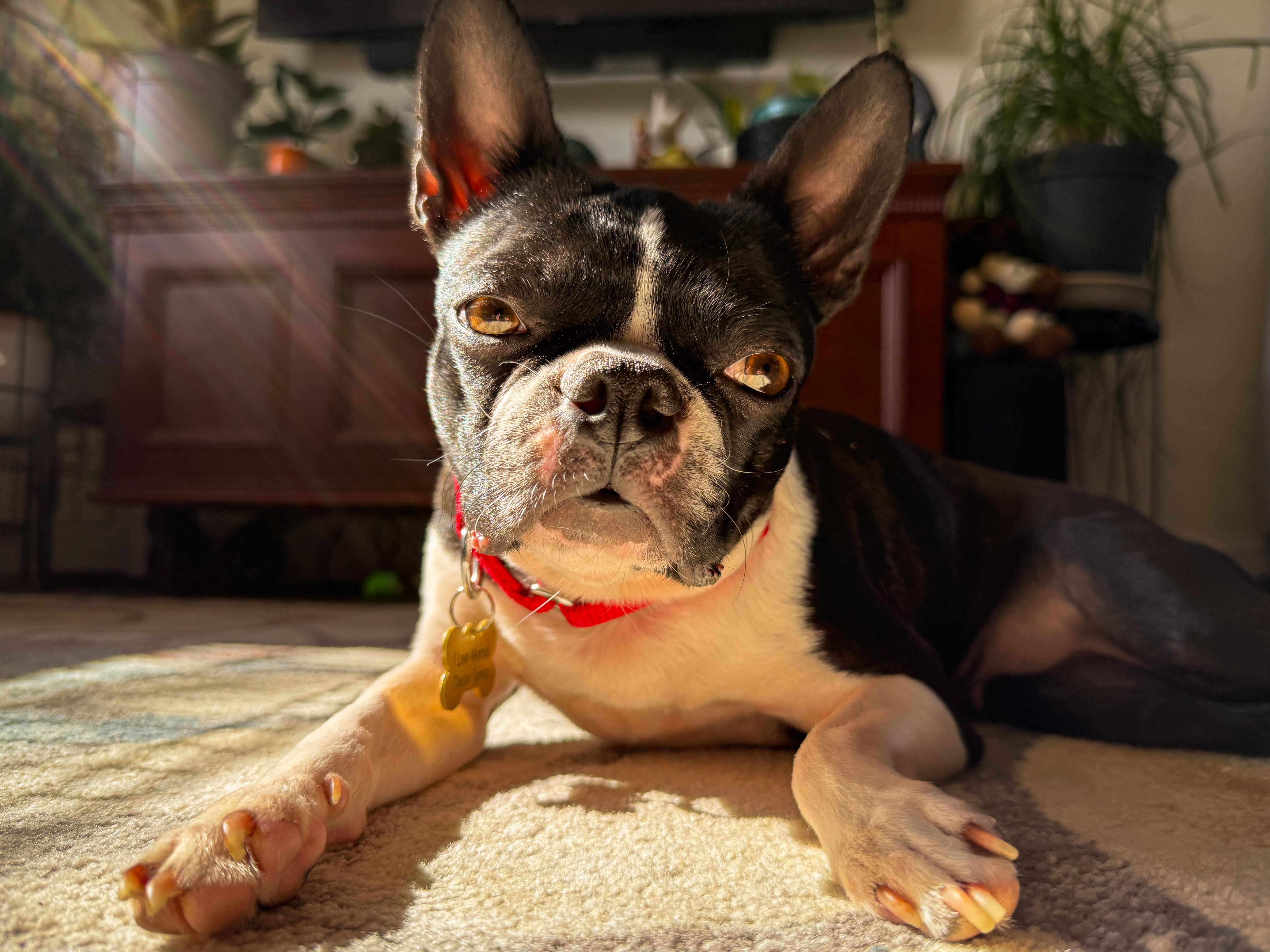 Lucille, a Adoptable Boston Terrier in Chester Springs, PA image 1/4