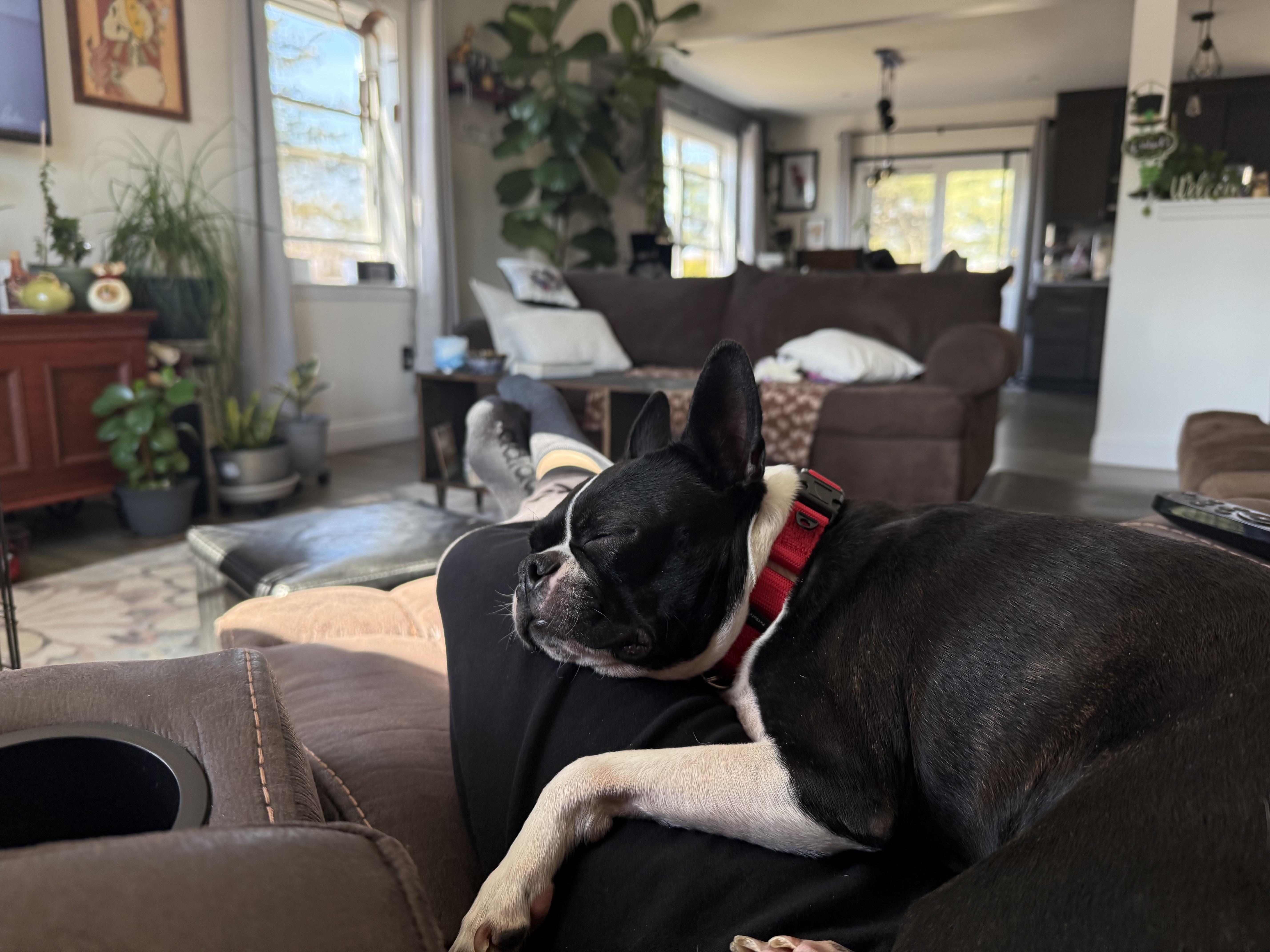 Lucille, a Adoptable Boston Terrier in Chester Springs, PA image 2/4