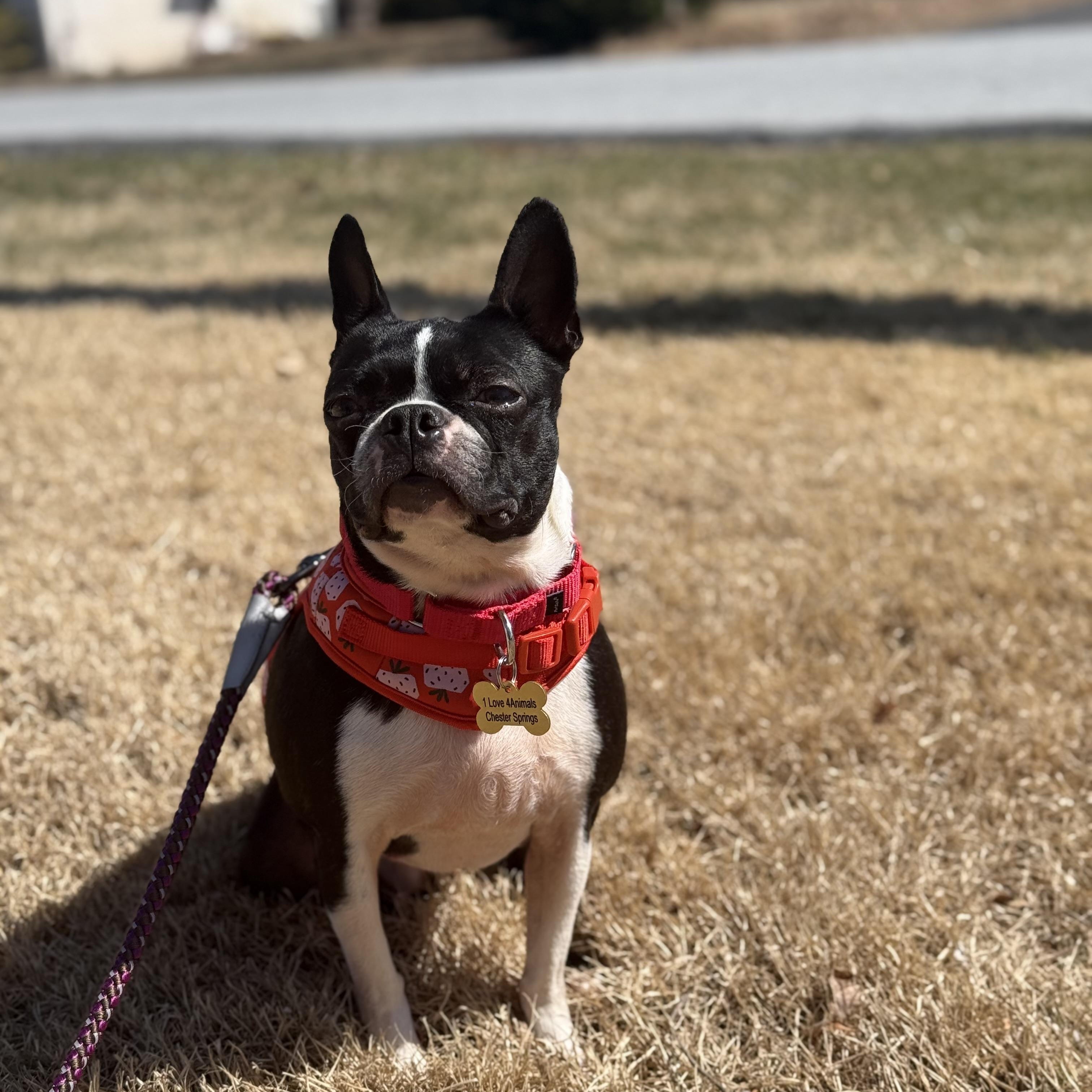 Lucille, a Adoptable Boston Terrier in Chester Springs, PA image 3/4