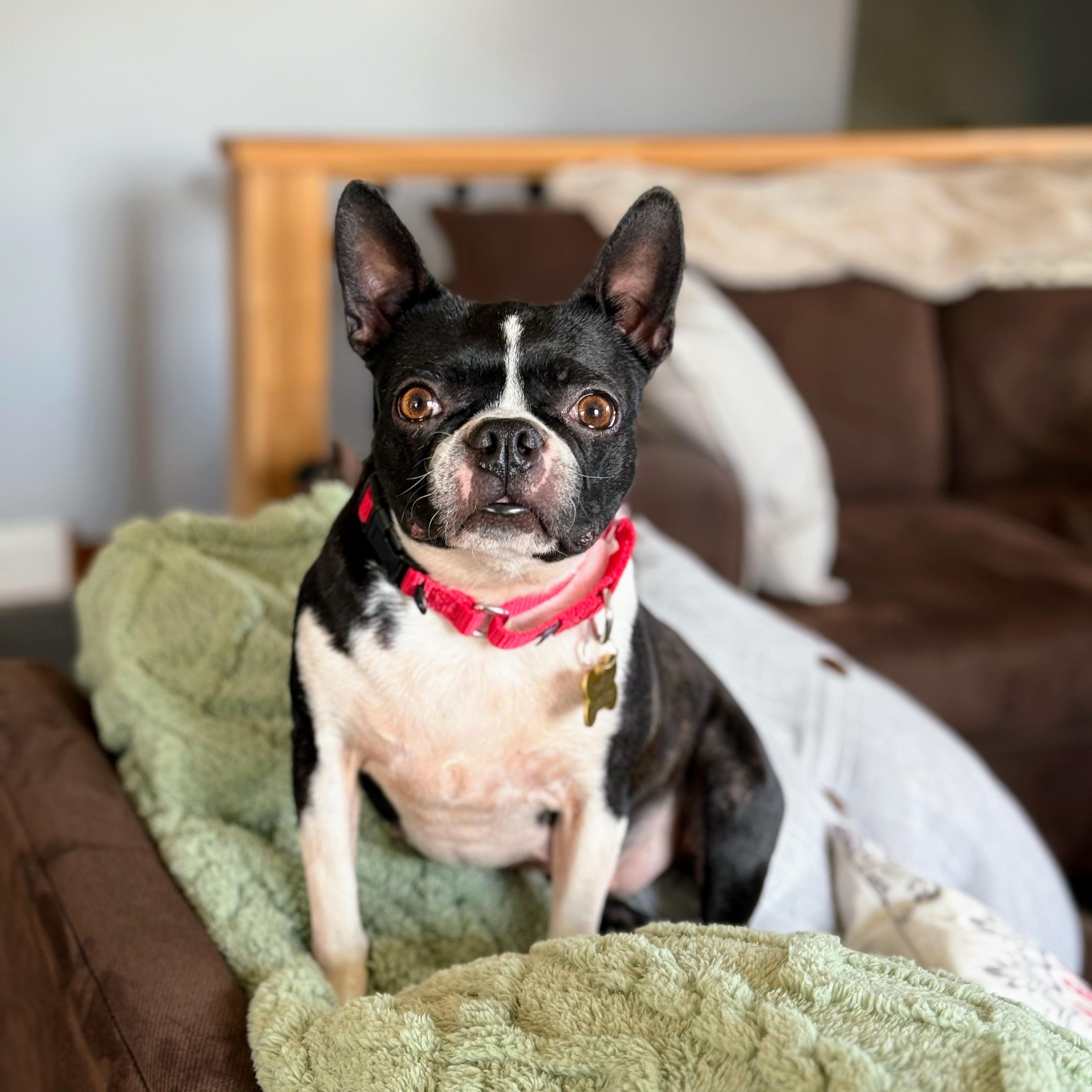 Lucille, a Adoptable Boston Terrier in Chester Springs, PA image 4/4