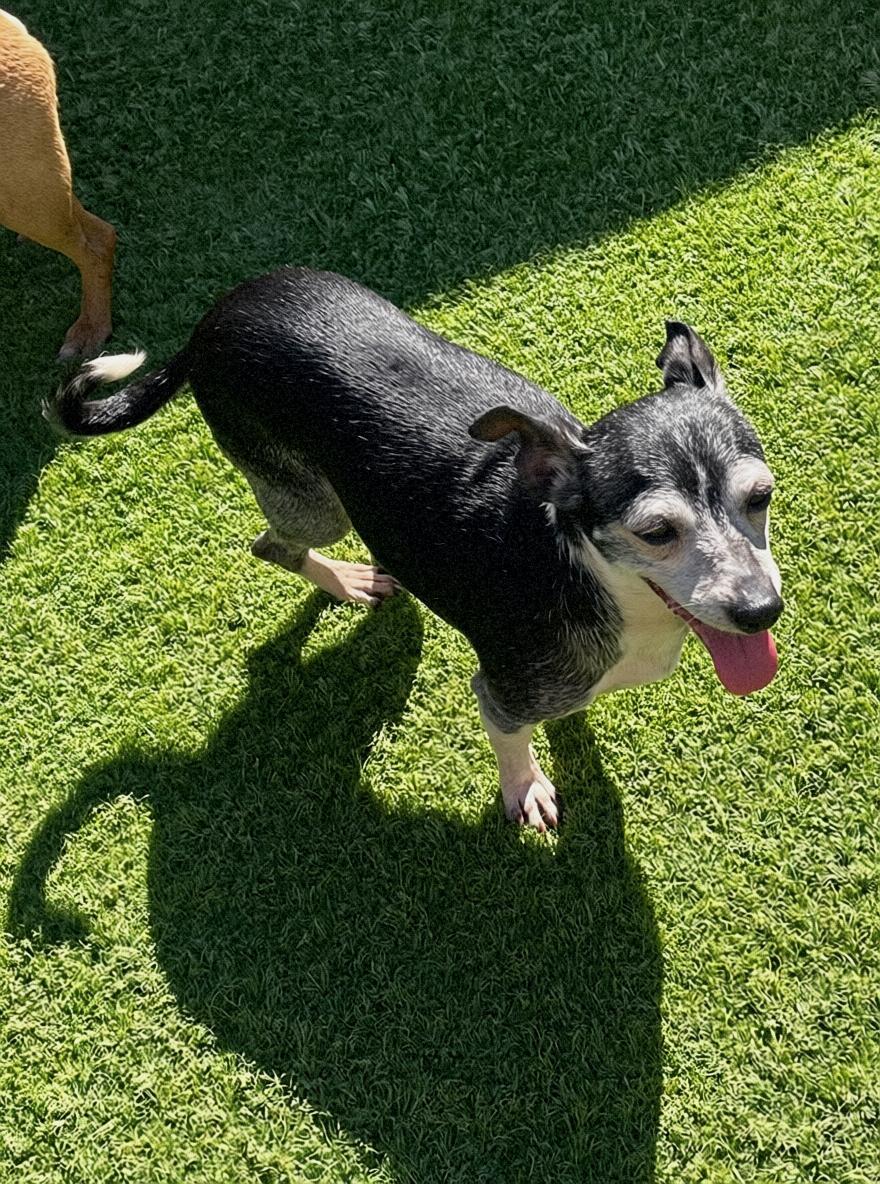 Enlarge Piper, a Adoptable Chihuahua in Tarzana, CA image 5/6