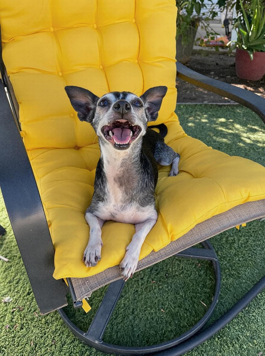 Enlarge Piper, a Adoptable Chihuahua in Tarzana, CA image 2/6