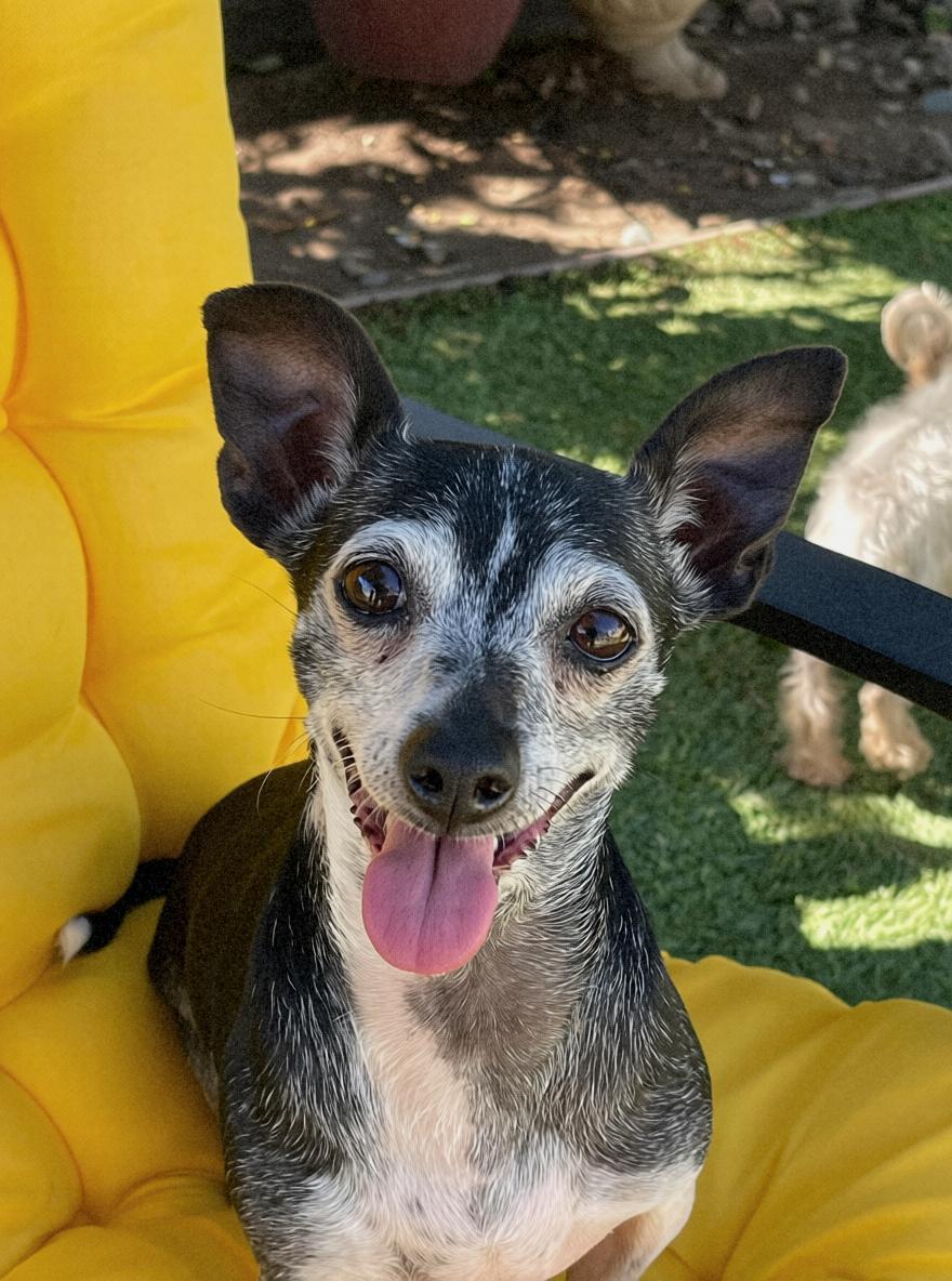 Enlarge Piper, a Adoptable Chihuahua in Tarzana, CA image 4/6