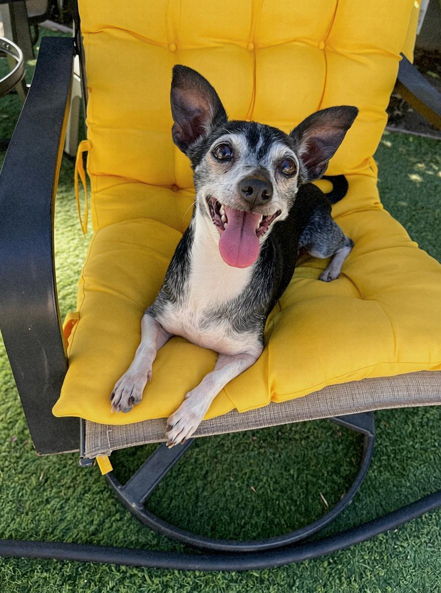 Enlarge Piper, a Adoptable Chihuahua in Tarzana, CA image 1/6