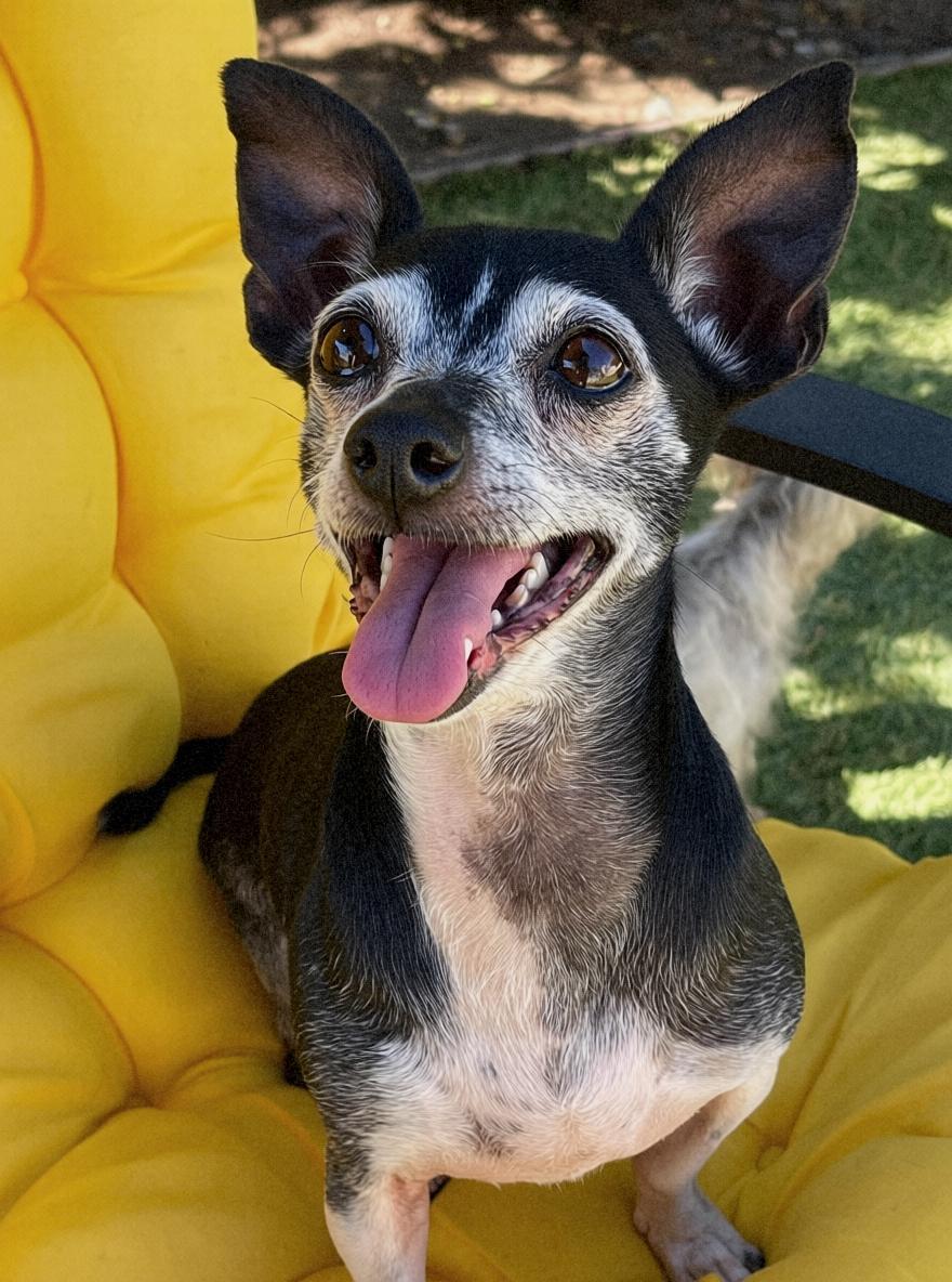 Enlarge Piper, a Adoptable Chihuahua in Tarzana, CA image 3/6