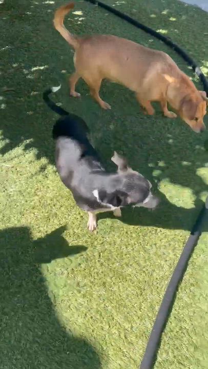 Enlarge Piper, a Adoptable Chihuahua in Tarzana, CA video 6/6