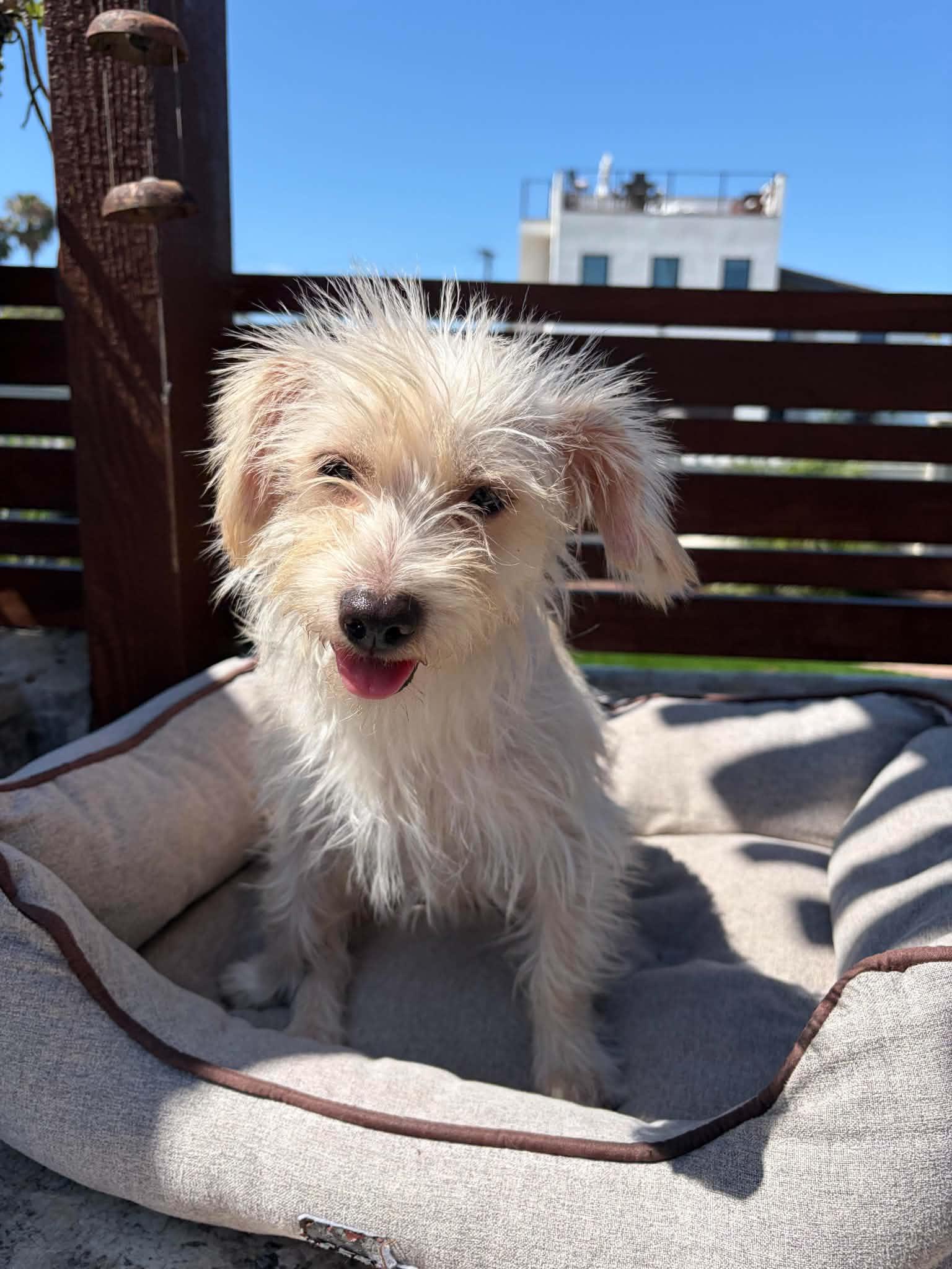 Nova, an adopted mixed breed in Poway, CA image 3/3