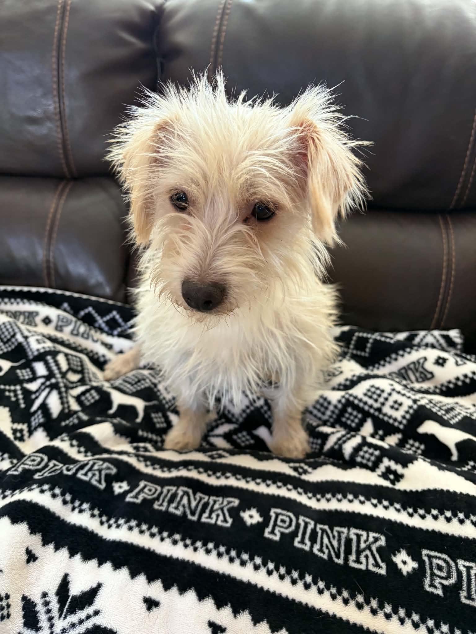Nova, adopted, Young Female Terrier.