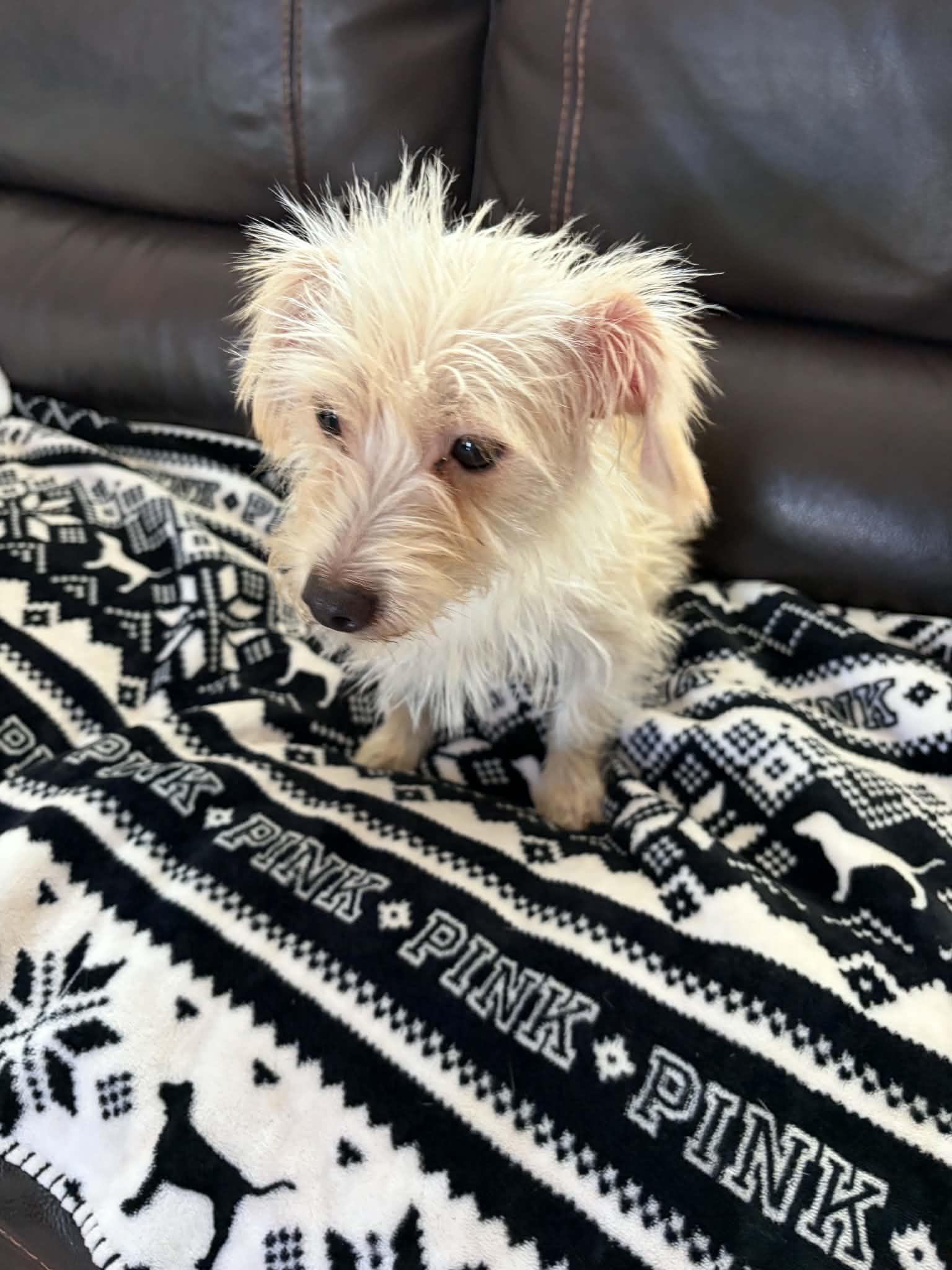 Nova, an adopted mixed breed in Poway, CA image 2/3