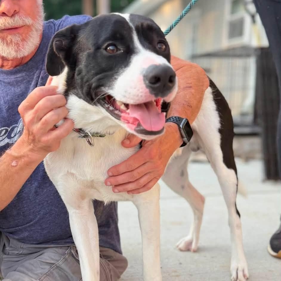 Avenger, an adopted Mixed Breed in Warren, OH image 2/2