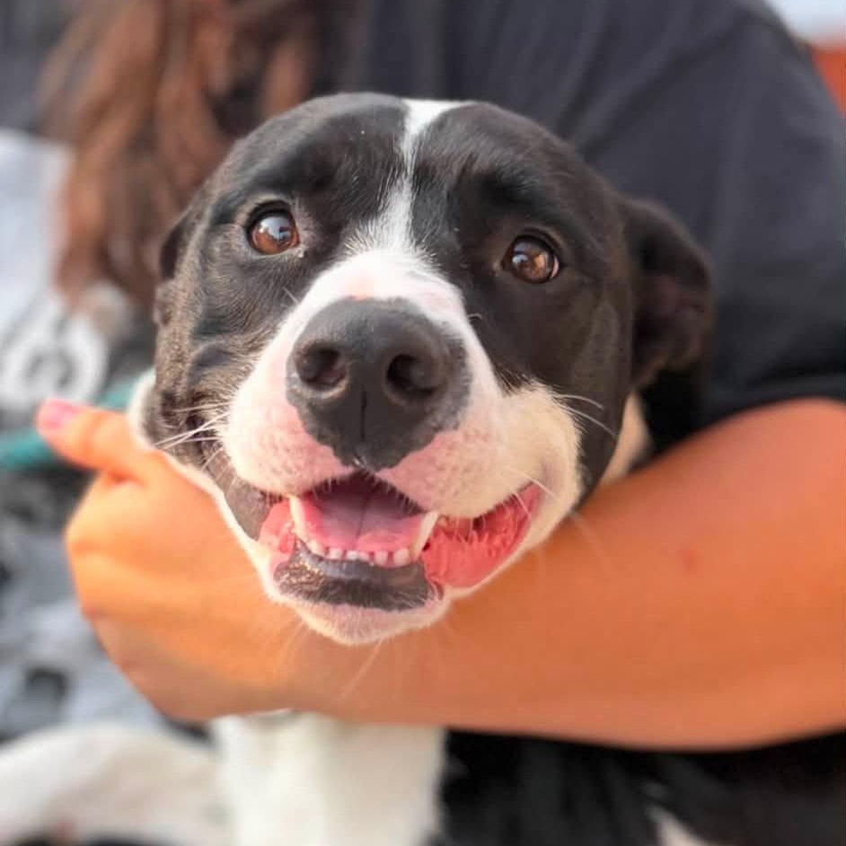Avenger, adopted, Young Male Mixed Breed.