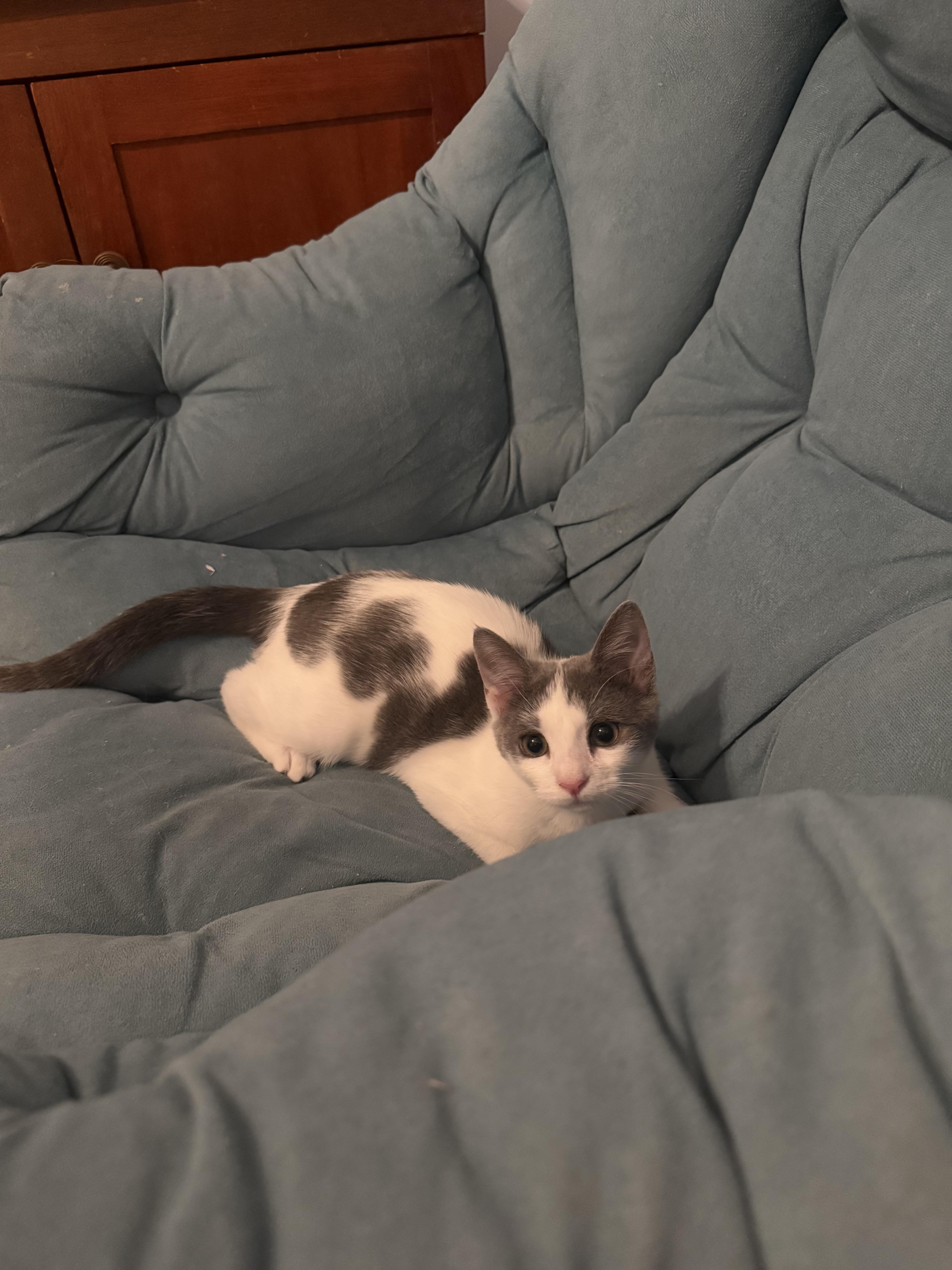 Apostrophe, Adopted, Kitten Female American Shorthair.