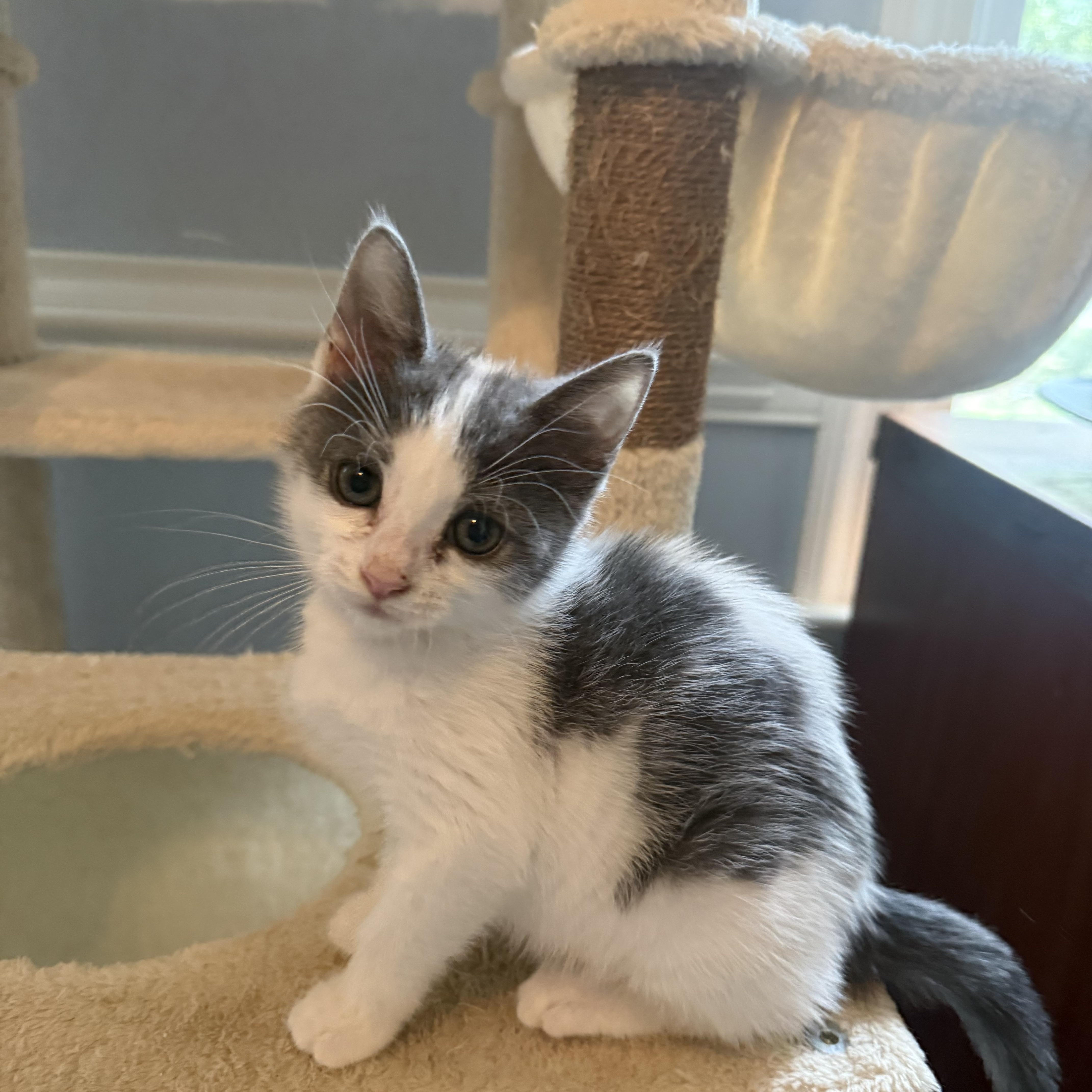 Enlarge Apostrophe, a Adopted American Shorthair in North Chesterfield, VA image 3/3
