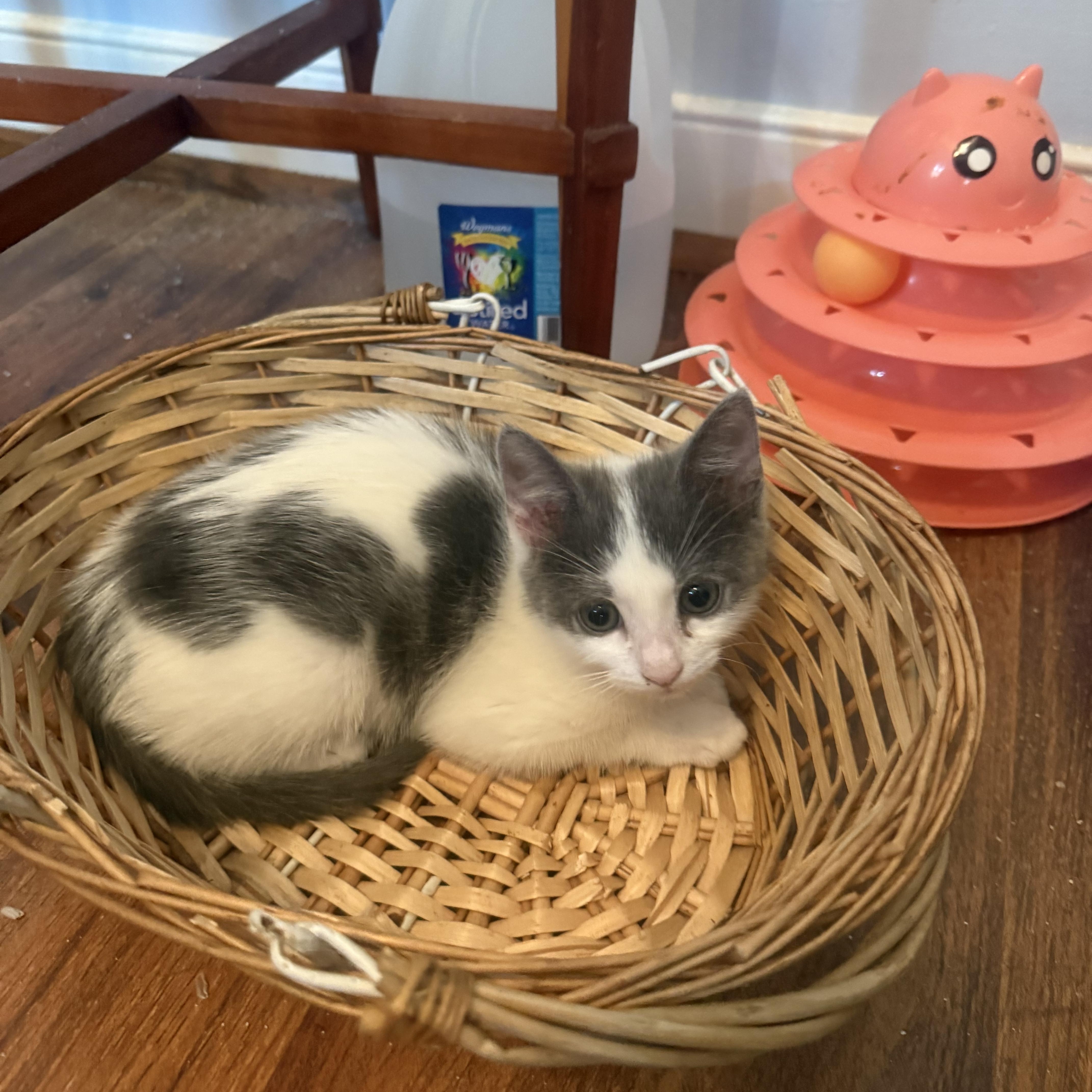 Enlarge Apostrophe, a Adopted American Shorthair in North Chesterfield, VA image 2/3