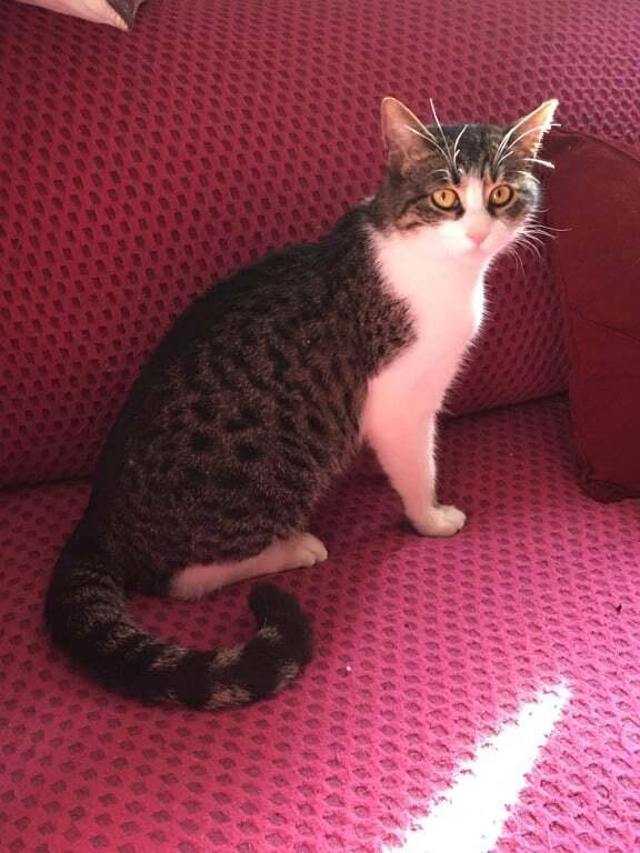 Jesse year old, Adopted, Young Male Egyptian Mau.