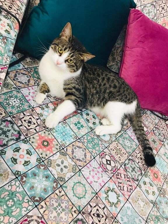 Enlarge Jesse year old, a Adopted mixed breed in WOLCOTT, CT image 3/6