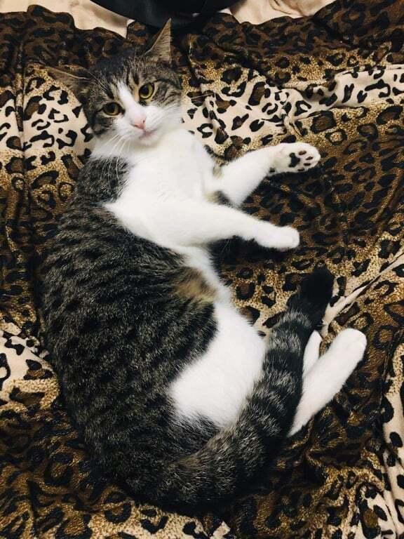 Enlarge Jesse year old, a Adopted mixed breed in WOLCOTT, CT image 4/6