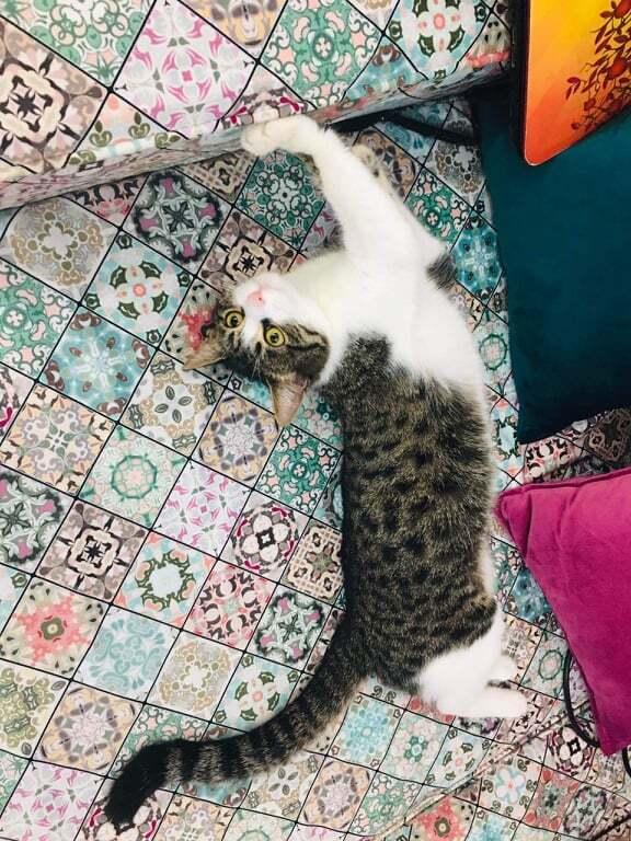 Enlarge Jesse year old, a Adopted mixed breed in WOLCOTT, CT image 5/6