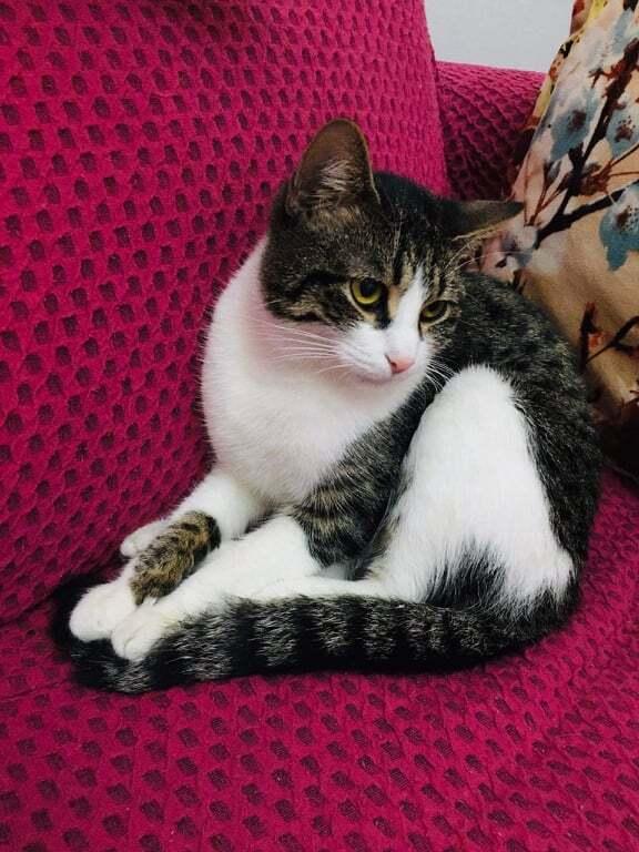 Enlarge Jesse year old, a Adopted mixed breed in WOLCOTT, CT image 6/6