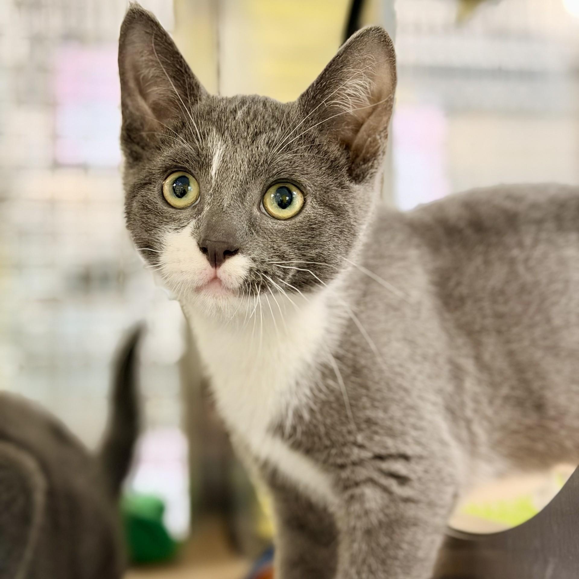 Enlarge Delta, a ADOPTABLE Domestic Short Hair in Jackson, NJ image 2/2