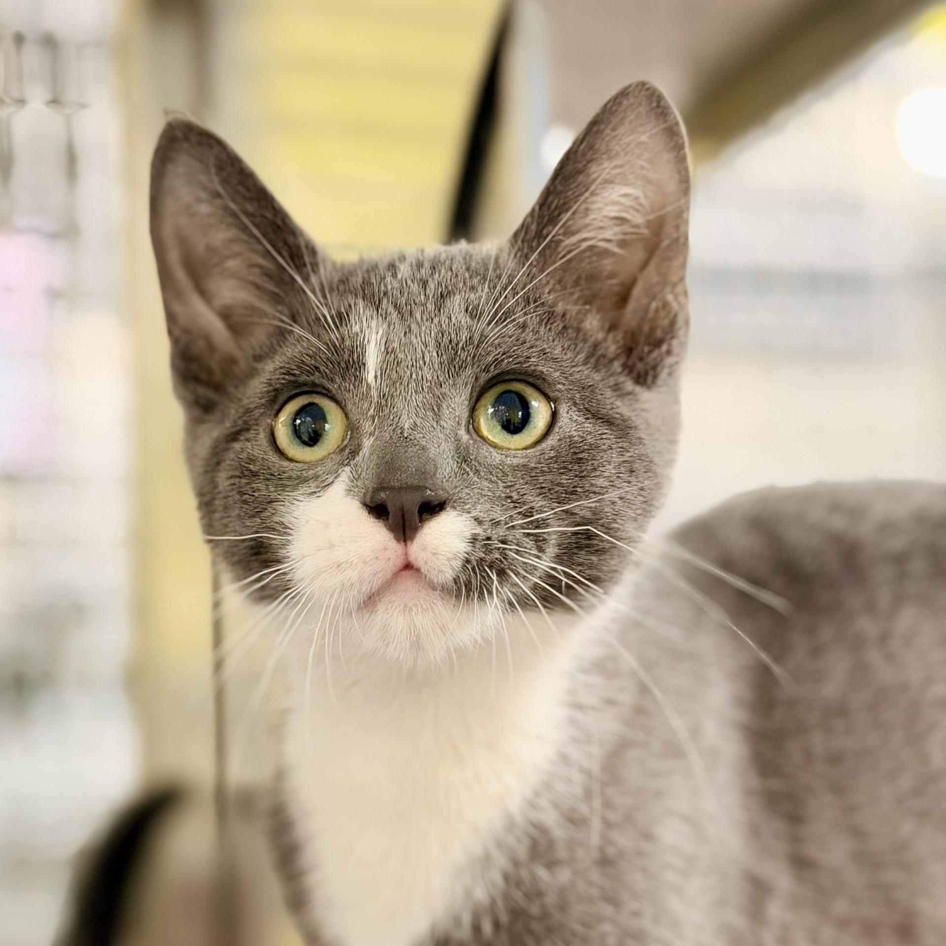 Delta, ADOPTABLE, Kitten Male Domestic Short Hair.
