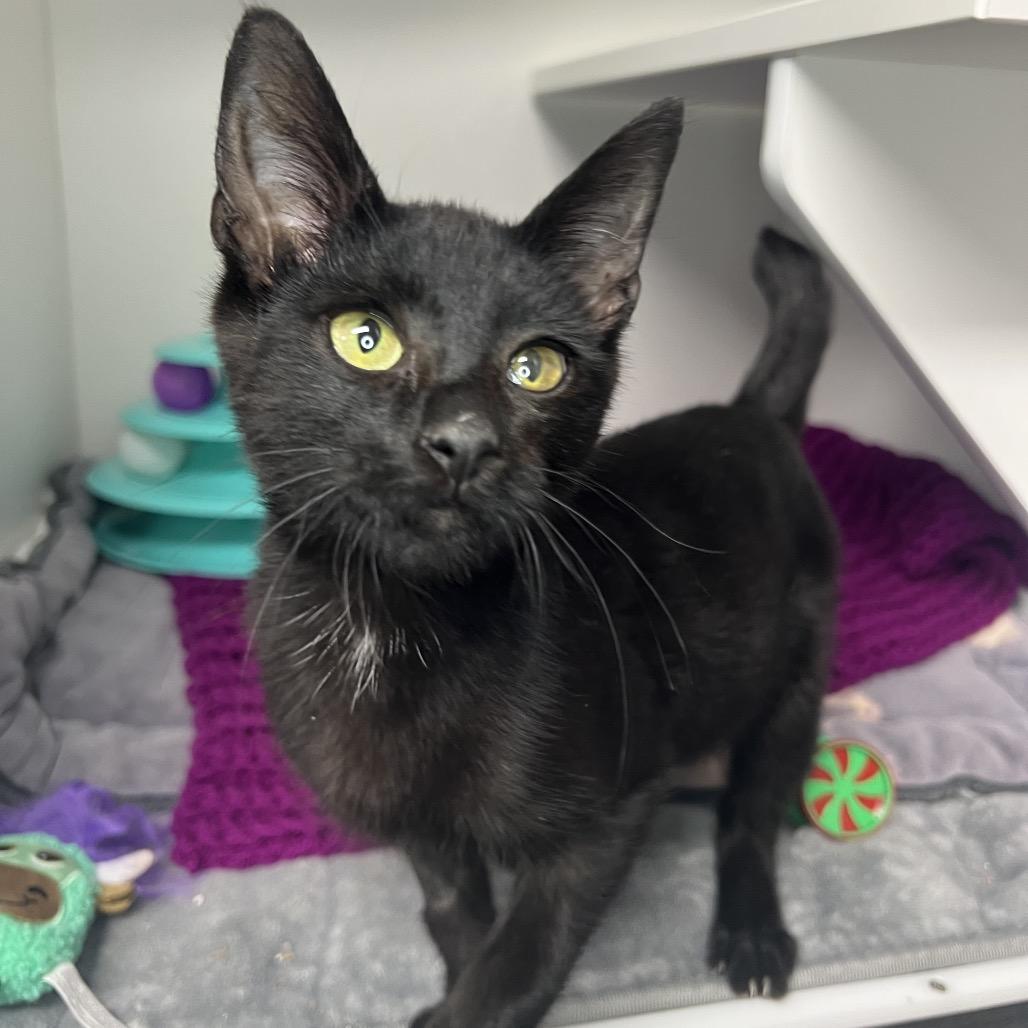 Enlarge Memphis (Martin), a Adoptable Domestic Short Hair in Waynesville, NC image 1/5