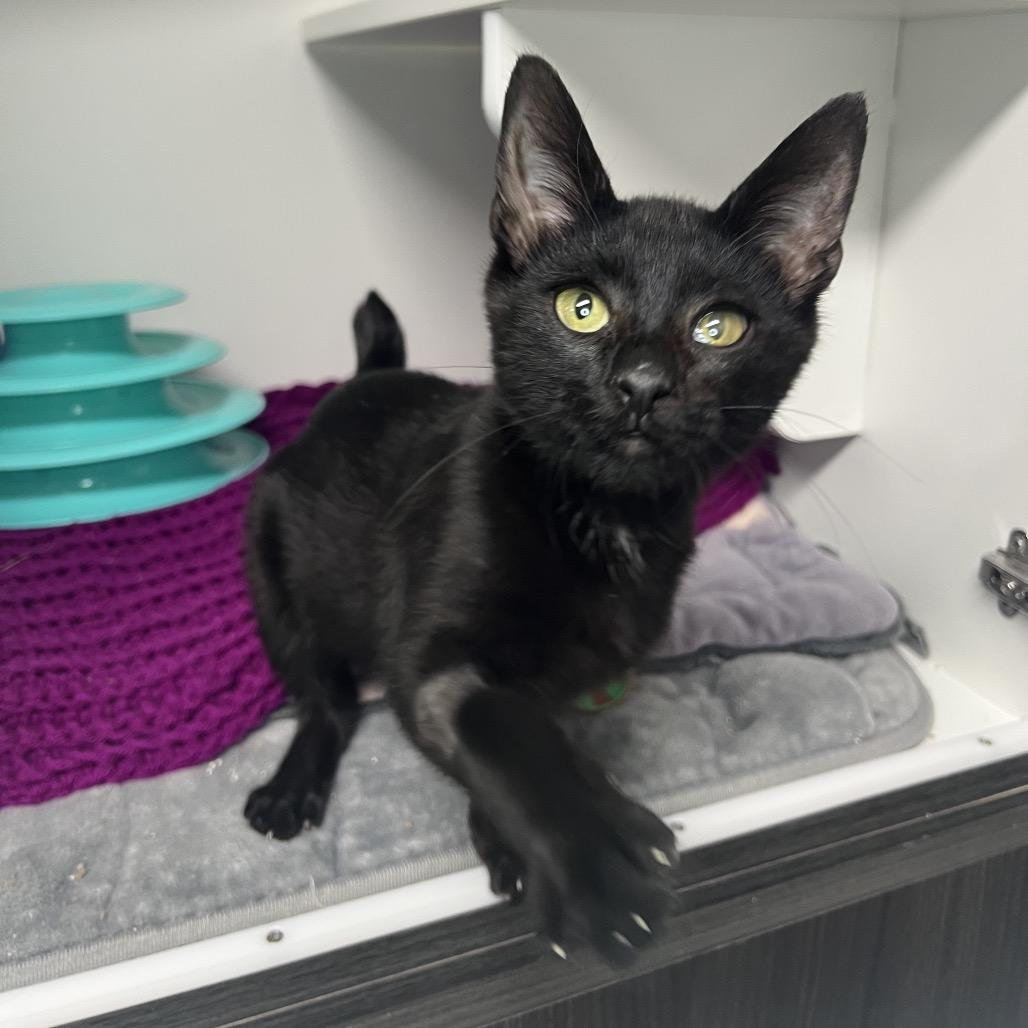 Enlarge Memphis (Martin), a Adoptable Domestic Short Hair in Waynesville, NC image 2/5