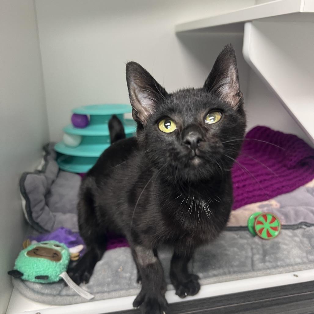 Enlarge Memphis (Martin), a Adoptable Domestic Short Hair in Waynesville, NC image 3/5