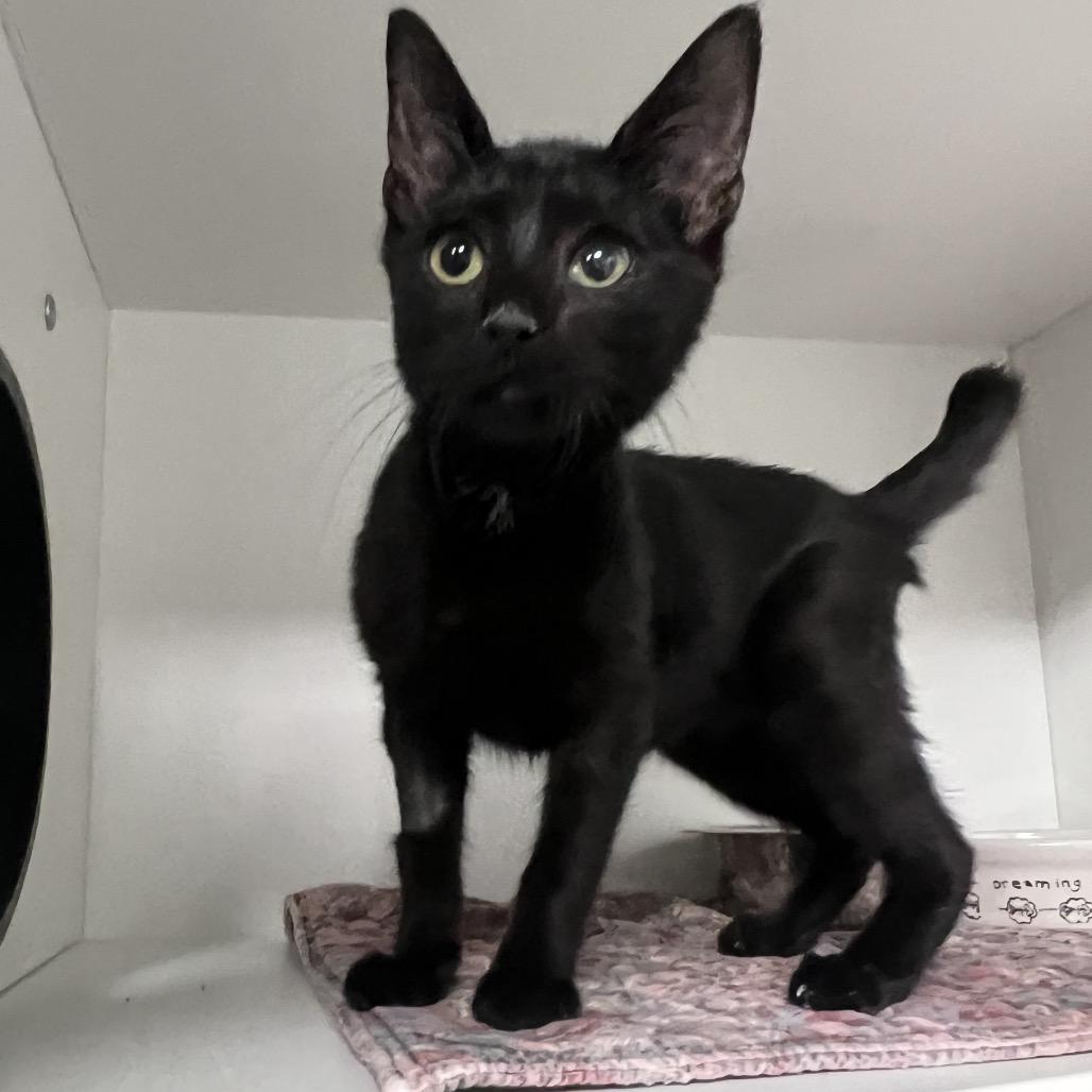 Enlarge Memphis (Martin), a Adoptable Domestic Short Hair in Waynesville, NC image 4/5