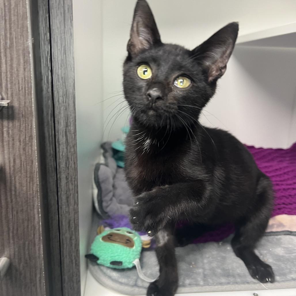 Enlarge Memphis (Martin), a Adoptable Domestic Short Hair in Waynesville, NC image 5/5