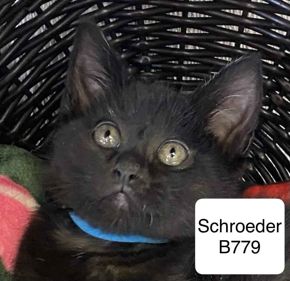 Enlarge Schroeder, a ADOPTABLE Domestic Short Hair in Morganton, NC image 1/2