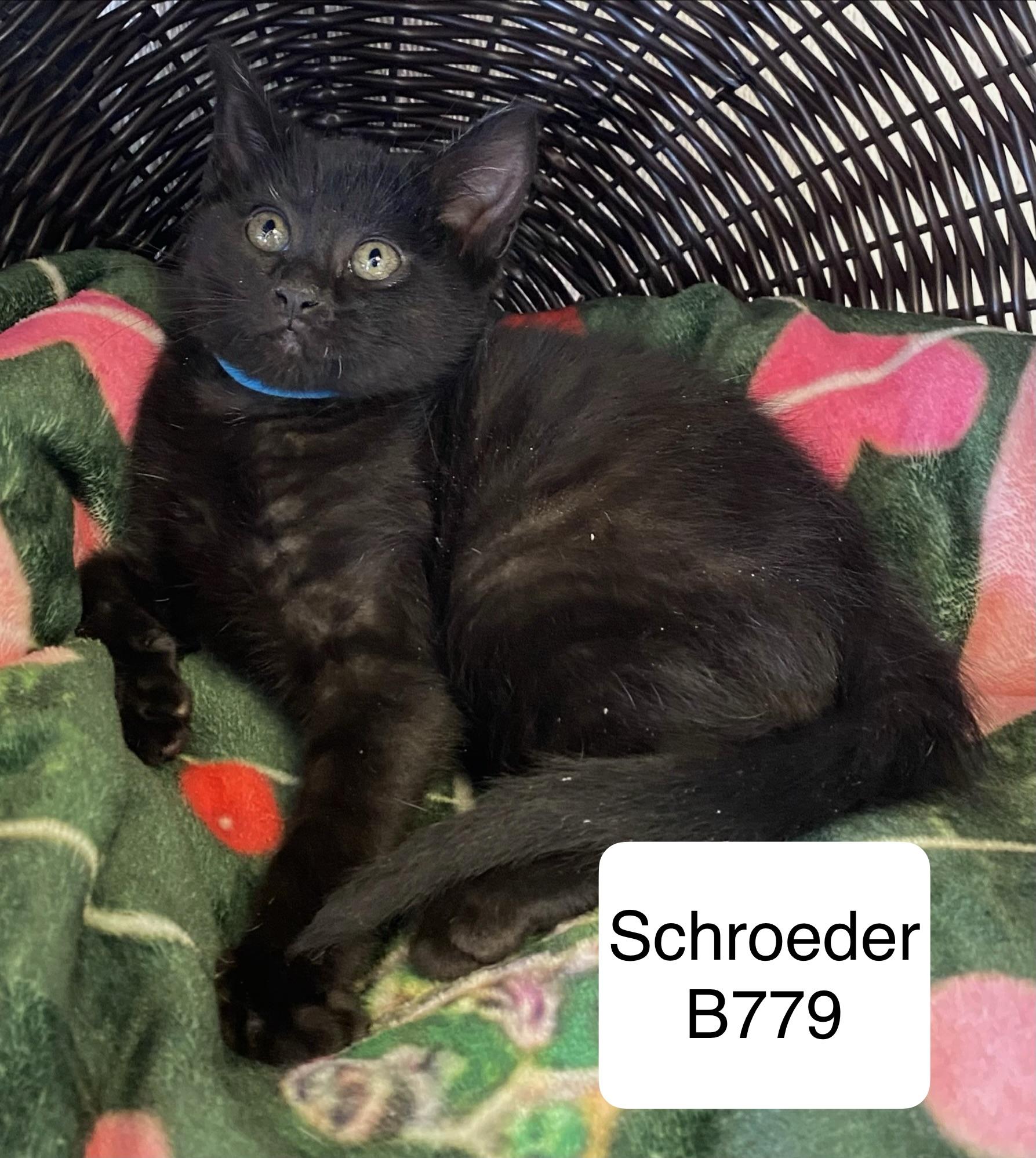 Enlarge Schroeder, a ADOPTABLE Domestic Short Hair in Morganton, NC image 2/2