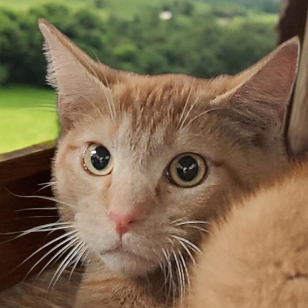 Enlarge Spyro, a Adoptable Domestic Short Hair in Hemet, CA image 1/1