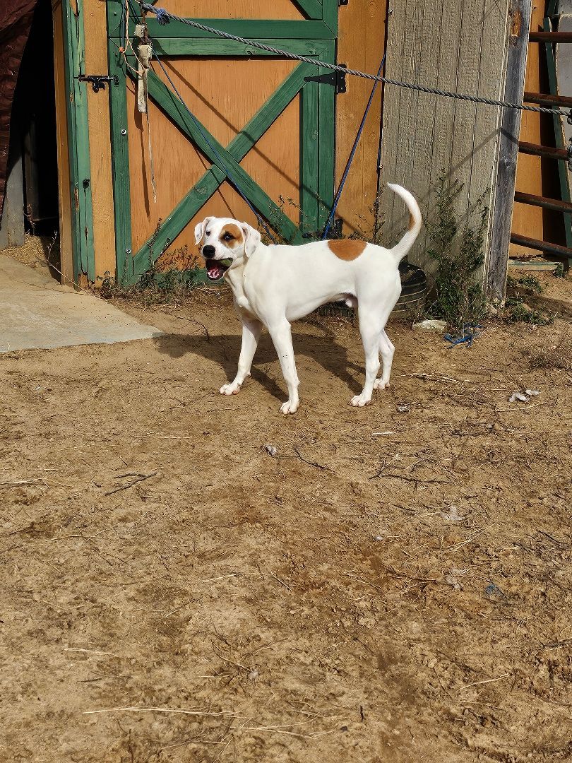 Bowzer aka "Hammie", Young Male American Bulldog